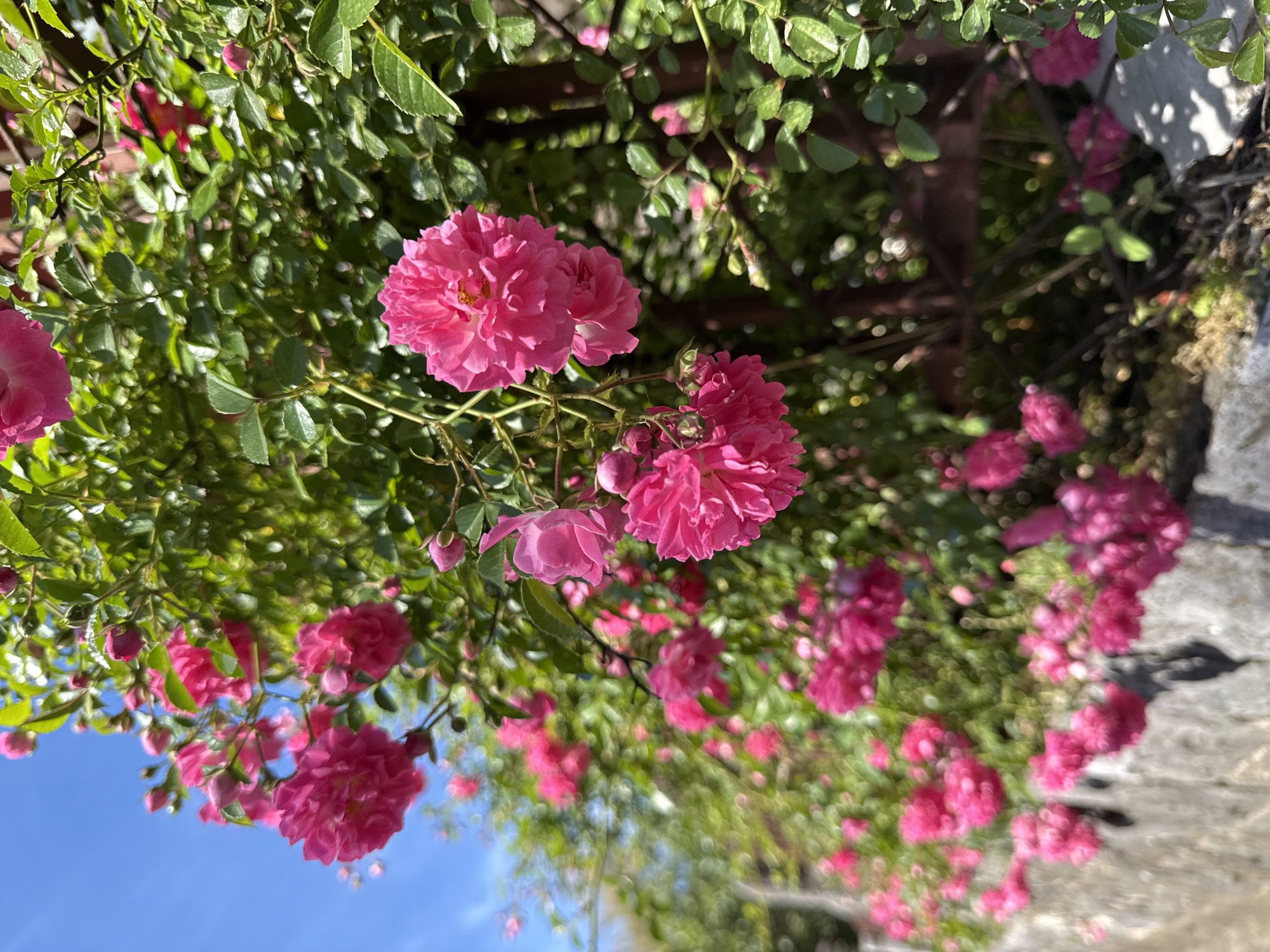 The image shows a profusion of pink flowers and green foliage. The location is possibly Zelenika, Montenegro, given the prompt's instruction. The foreground features tightly clustered pink roses with multiple petals, along with numerous buds, set against a backdrop of green leaves. Behind the flowers and foliage, a dark wooden structure or trellis is partially visible. The sky is visible in a blurred state in the lower left corner. To the right, there appears to be a light-colored stone structure or wall, partly covered with vegetation. The overall scene suggests a lush garden or outdoor space in the city of Zelenika, Montenegro.