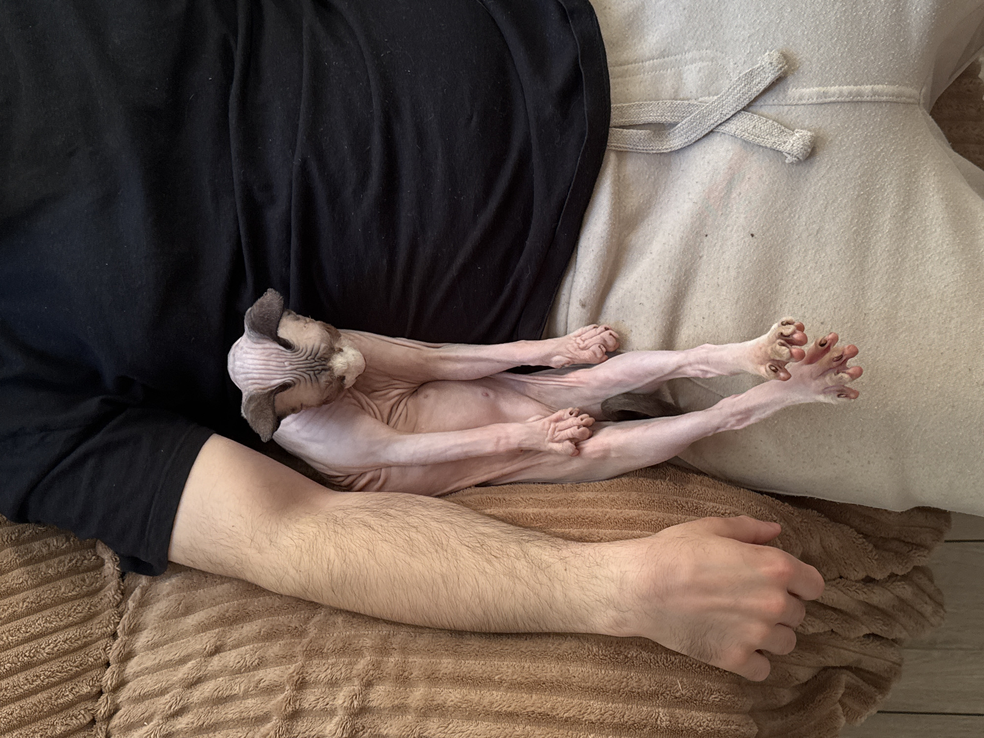 A close-up shot depicts a hairless Sphynx cat reclining on a brown corduroy surface, positioned between a person wearing a black long-sleeved shirt and a cream-colored item with a drawstring. The cat is stretched out, with its limbs extended and paws visible, showcasing its distinctive wrinkled skin. An arm lies alongside the cat on the brown surface, adjacent to the person's black sleeve.