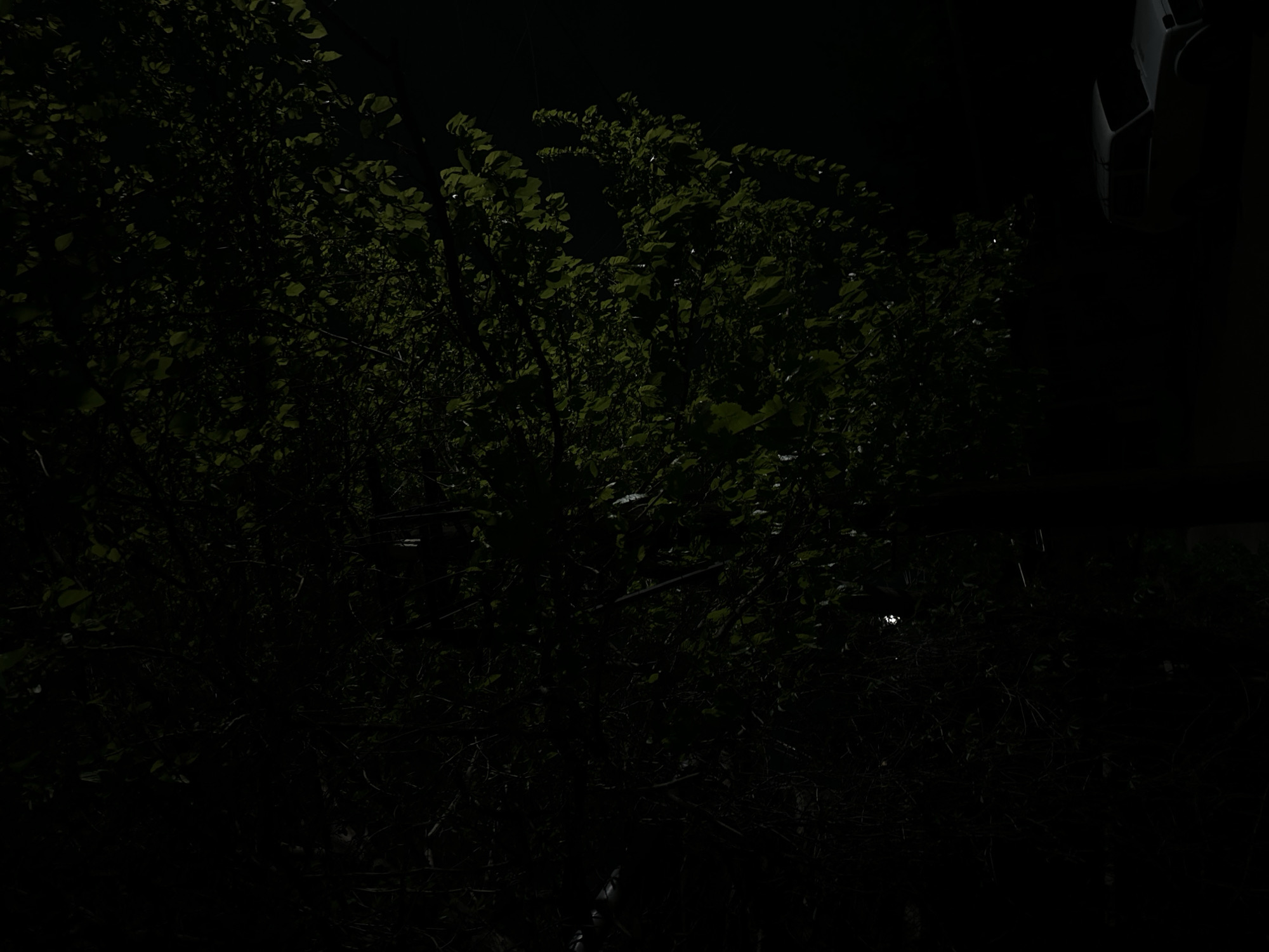 The media file presents a predominantly dark, low-light scene, likely captured at night or during deep twilight. The central and left portions of the image are dominated by dense, dark green foliage, characteristic of a bush or a cluster of trees. Individual leaves and a network of dark branches and twigs are discernible, subtly illuminated by an unseen light source or reflections.
In the upper right corner, a partially obscured, light-colored object with a curved, smooth surface is visible against the dark background. Its white or light gray tone contrasts with the surrounding darkness, suggesting it could be part of a vehicle (like a fender or mirror), a light fixture, or a structural element. Several small, bright white spots appear within the foliage and in the lower regions of the image, which could be reflections from distant light sources or minor light points.
The setting is outdoors, likely a garden, park, or natural area given the extensive foliage. No specific activity or event is taking place. The extreme darkness is the most notable detail, indicating a nighttime environment. No text is visible.
Location context: Unknown, Unknown.