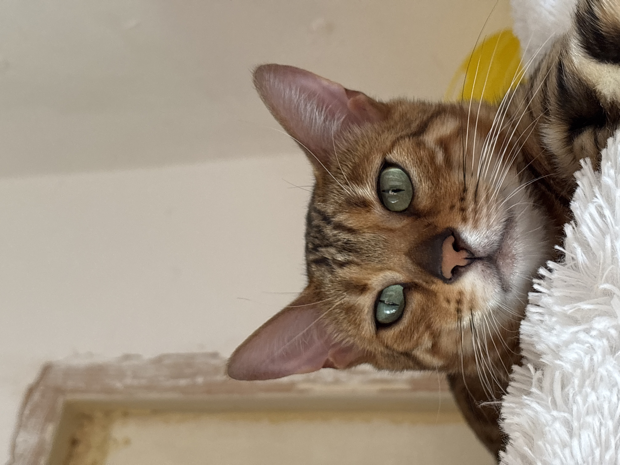 The image shows a close-up of a Bengal cat's face. The cat has striking green eyes with dark pupils, a pink nose, and distinctive spotted markings on its fur. Its ears are large and pointed, with pink interiors. The cat is lying on a fluffy white surface, possibly a blanket or a pet bed. In the background, a wall with a slightly textured surface and a muted color tone is visible. To the left, a portion of what appears to be a doorway or frame is slightly out of focus, showing a lighter color with some rough texture. A bright yellow object, possibly a toy or feather, is partially visible behind the cat's right ear. The image is well-lit, and the focus is primarily on the cat's face. The image does not provide any information about the location in the city of Noviy, Russia.