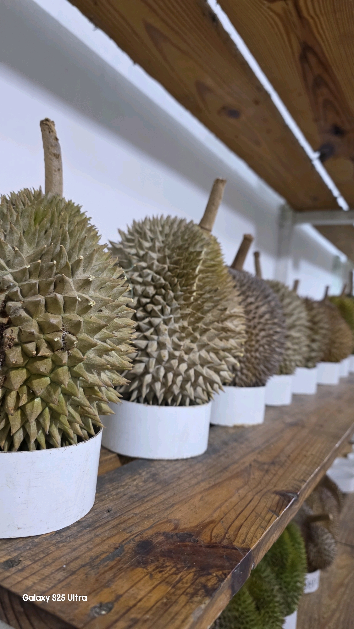 A close-up, low-angle, eye-level shot features a row of durians on a wooden shelf in what appears to be a market stall in Kecamatan Pati, Indonesia. The durians, each in a white pot, are arranged diagonally from the left foreground to the right background, with the closest durians in sharp focus and the rest gradually blurring. The durians exhibit their characteristic spiky exteriors and brown stems. Above the durians, a white wall is visible, topped by a wooden ceiling with visible planks and knots. The shelf itself is made of weathered, textured wood. The lower left corner of the image displays the text "Galaxy S25 Ultra." There are no people or animals present in the frame.