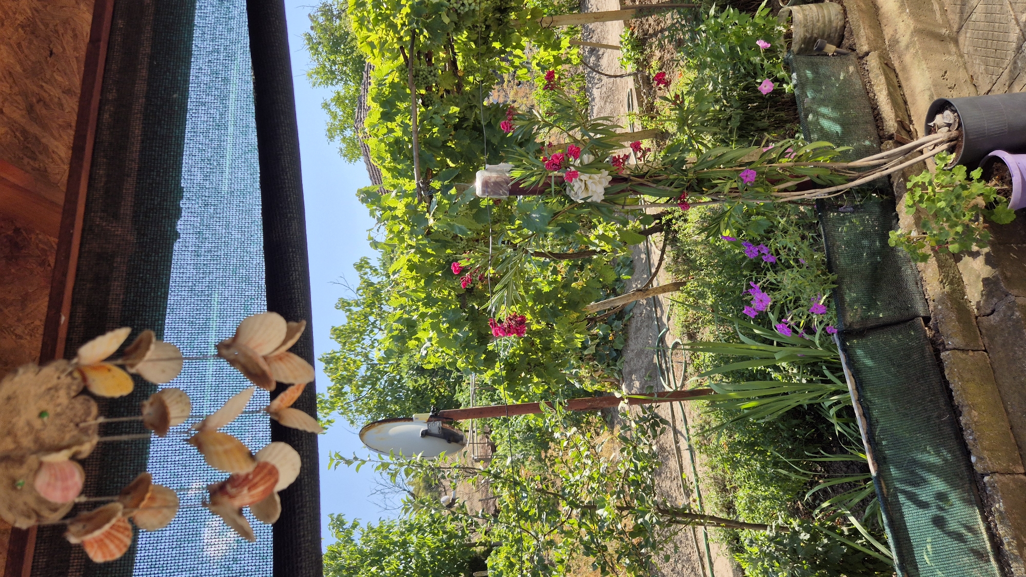 The image shows a garden scene in the village of Butovo, Bulgaria. In the foreground, a hanging wind chime made of seashells is suspended from a wooden roof. Below, a lush garden is visible, with various plants and flowers, including pink oleander and purple petunias. A satellite dish on a rusty pole stands among the greenery. The background features a vineyard with ripening grapes and trees under a clear blue sky. A stone wall with a green protective net runs along the edge of the garden. Several potted plants are placed on the ground.