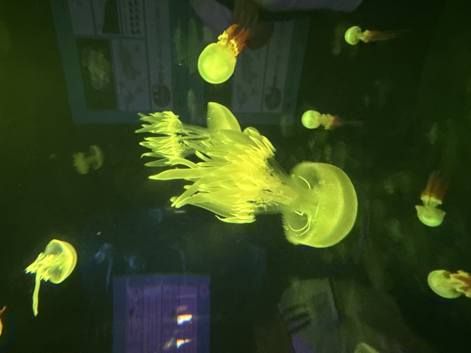 The image shows a group of bright yellow jellyfish in an aquarium. The jellyfish vary in size and shape, with some having long tentacles trailing behind them. The lighting is dim and green, creating an underwater atmosphere. In the background, there are glimpses of exhibits and informational displays, suggesting this is a public aquarium. One of the displays appears to be a map or diagram. The location is specified as the city of Puerto de la Cruz, Spain, likely within Loro Parque, a well-known zoological park and aquarium there.