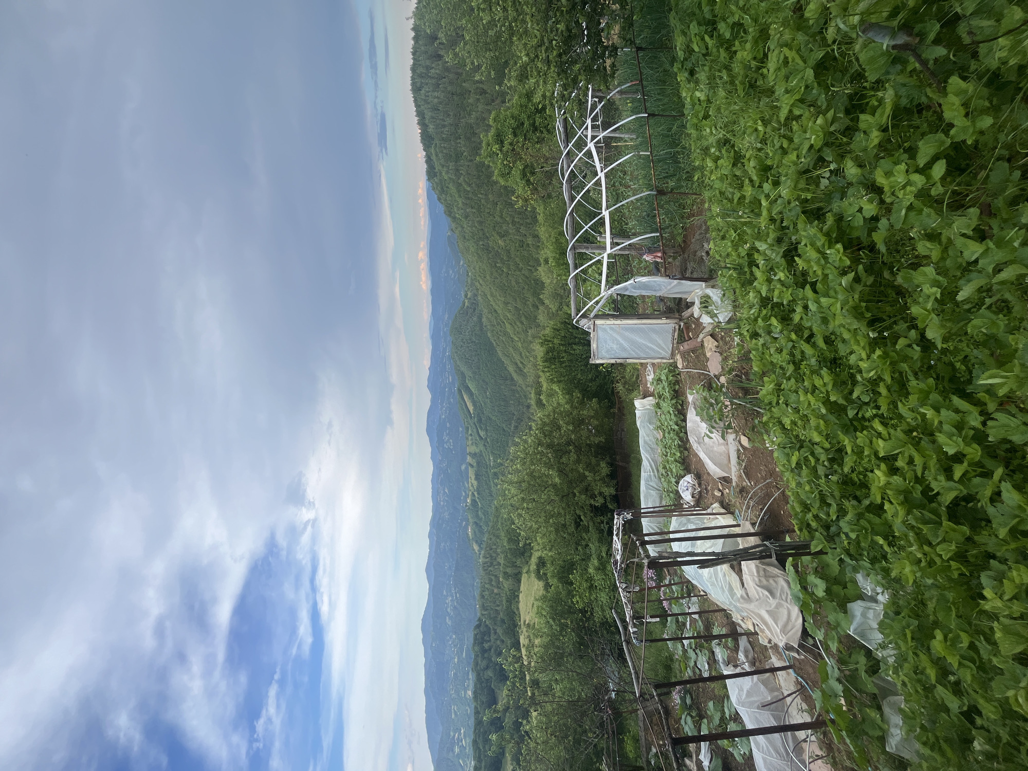 A panoramic view depicts a rural landscape at Startsevo, Bulgaria, characterized by rolling green hills and a partly cloudy sky. In the foreground, a garden area features two makeshift greenhouses constructed from metal frames and covered with translucent plastic sheeting. Various plants, including what appear to be young vegetable crops and lush green ground cover, are visible within and around the greenhouses. Some areas of the garden are covered with white fabric, possibly for protection or weed suppression. The background is dominated by densely forested hills, with a distant mountain range under a sky filled with a mix of blue patches and heavy clouds, suggesting an impending weather change. The scene conveys a sense of agricultural activity in a natural, undeveloped setting.