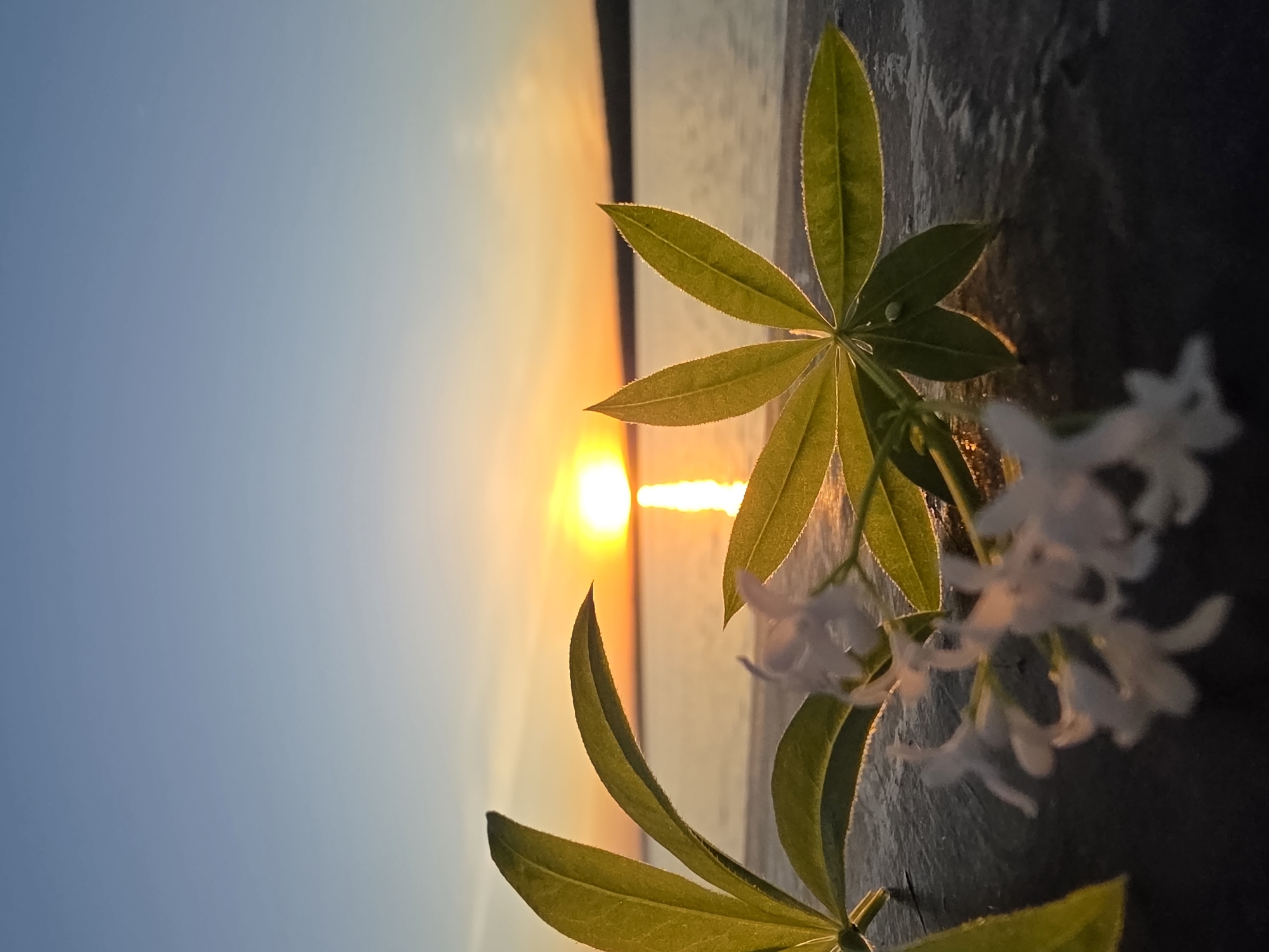 The image captures a serene scene at sunset in what appears to be Chaikovsky, Russia. A sprig of green leaves with small white flowers is prominently featured in the foreground, partially obscuring the view. In the background, the sun sets over a body of water, casting a golden glow across the horizon. The sky transitions from a light blue to a warm orange hue as the sun dips lower. The image is rotated, presenting the horizon line vertically.