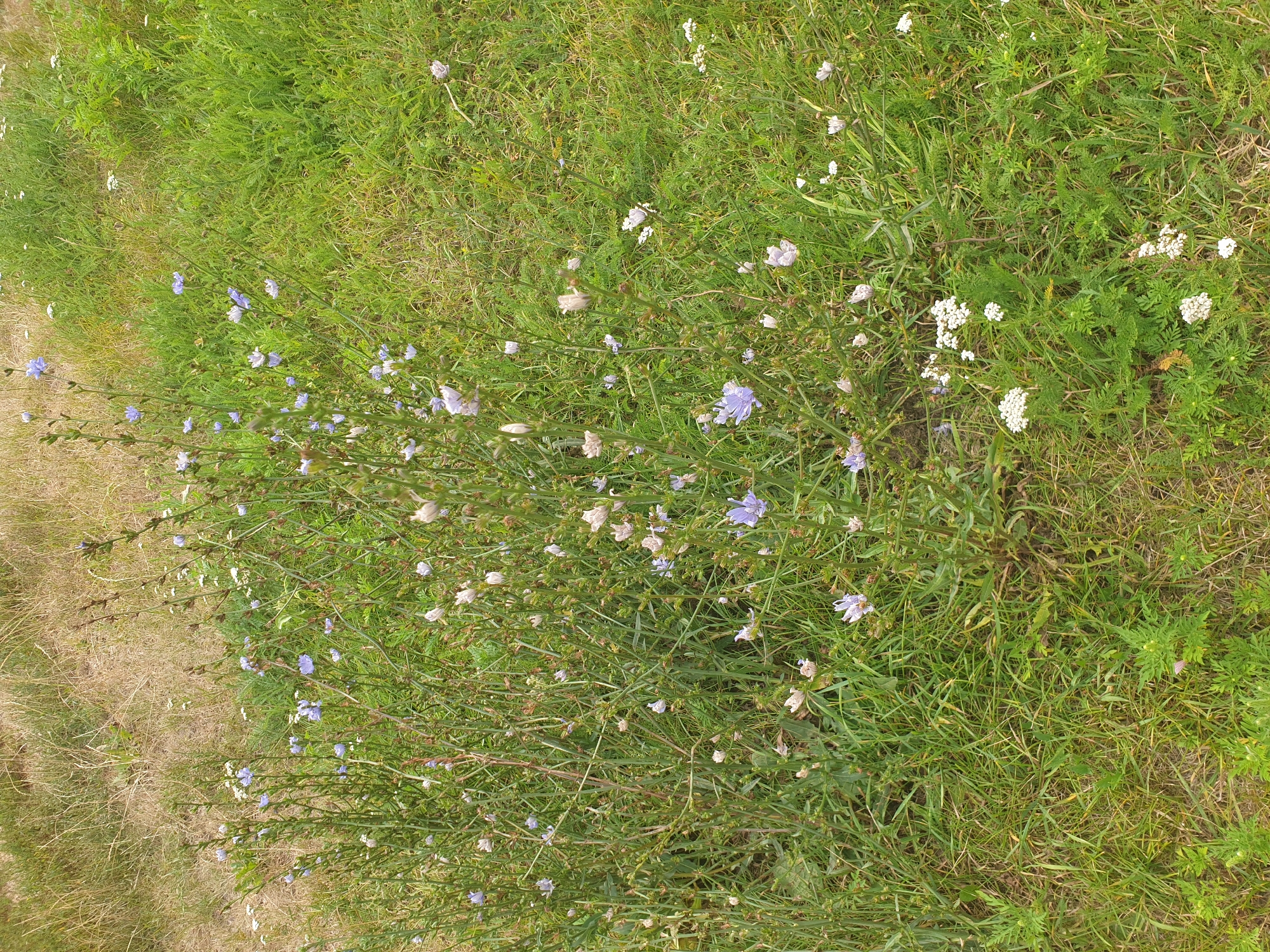 This image depicts a natural scene in Lozovyi Yar, Ukraine, characterized by a dense cluster of wild chicory plants and various grasses. The chicory flowers are predominantly a pale blue, with some appearing wilted or a lighter shade of pinkish-white. The plants are tall and spindly, with numerous thin stalks branching out. Interspersed among the chicory are other green plants, some with small white flowers, possibly yarrow. The background consists of dry, golden-brown grasses and lush green vegetation, suggesting a late summer or early autumn setting. The ground is uneven and covered in vegetation, with no visible man-made structures or people. The lighting is natural daylight, casting soft shadows.
