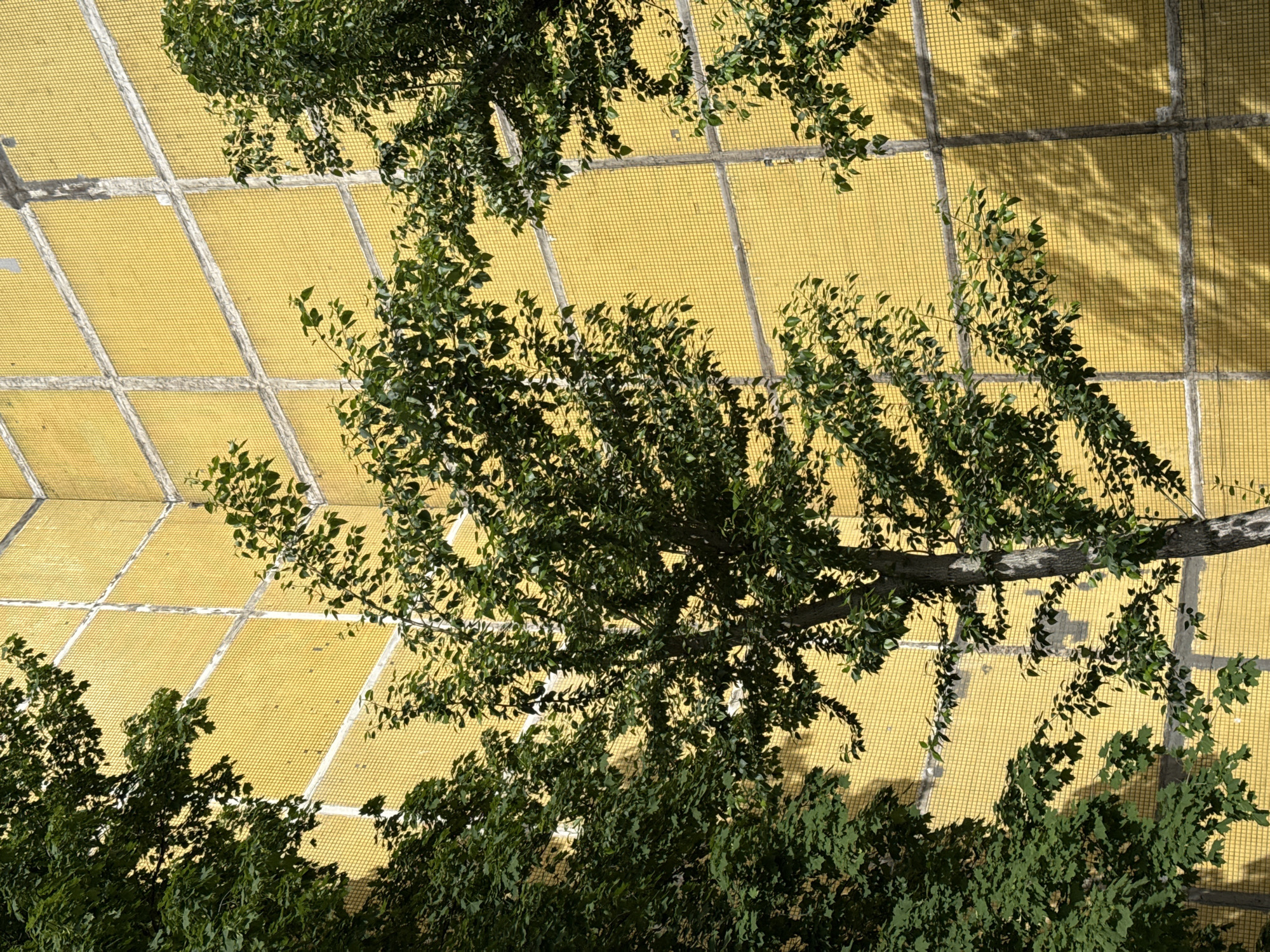 The image, taken in Moscow, Russia, shows a view from below of tree branches against a yellow grid-patterned surface, likely a building facade or architectural element. The branches are laden with green leaves, partially obscuring the yellow background. Shadows of the leaves and branches are cast onto the yellow surface, creating a dappled effect. The overall impression is one of natural elements juxtaposed with a structured urban environment.
