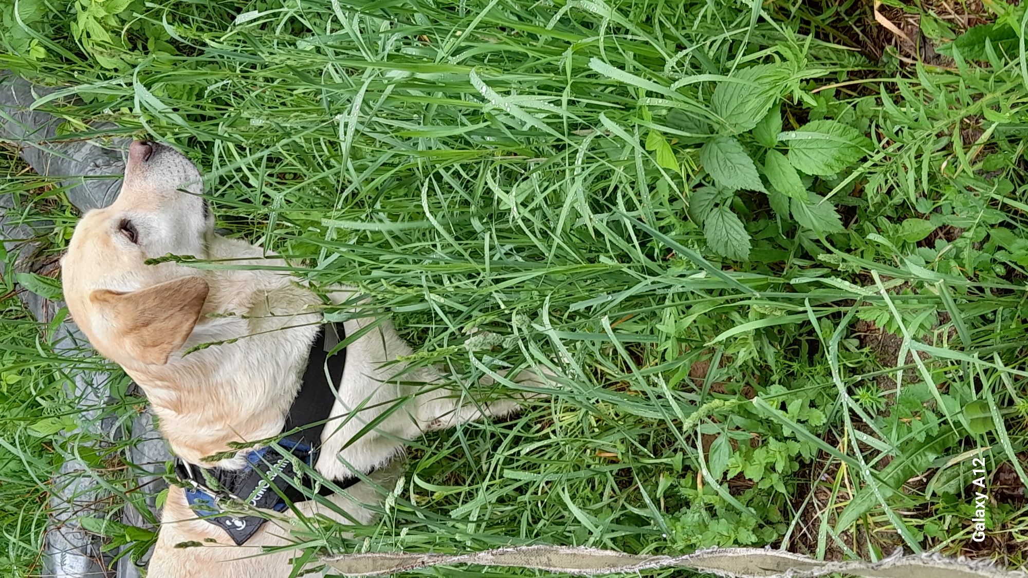 The image displays a light-colored Labrador Retriever dog resting peacefully amidst a dense patch of tall, lush green grass and assorted vegetation. The dog is positioned horizontally, viewed from an overhead perspective, with its head gently turned upwards and slightly to its left, appearing calm and observant.
The setting is an outdoor, natural environment, likely a field or overgrown area in Марковский, Russia. The vibrant green grass blades are adorned with numerous small water droplets, indicating either morning dew or recent rain, contributing to a fresh and possibly humid atmosphere.
The dog wears a dark-colored harness or collar featuring a distinct blue band. On this band, a white paw print graphic is visible, alongside partially legible white text. Behind the dog's head, on the left side of the frame, a grey structure, possibly concrete or metal, is partially obscured by the foliage. At the very bottom edge of the image, a light-colored, braided fabric-like object is visible.
The scene conveys a sense of tranquility. The photograph was taken in bright daylight, ensuring clear illumination. A "Galaxy A12" watermark is present in the bottom right corner, indicating the device used to capture the image.