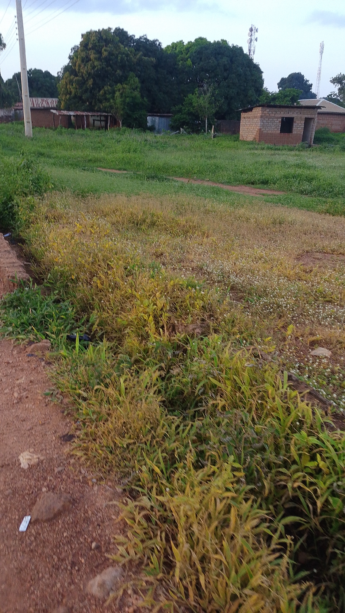 The image depicts an outdoor scene in the city of Donga, Nigeria, characterized by a grassy field with some buildings and vegetation. In the foreground, a dirt path is visible to the left, with some dry grass and scattered small white flowers in the middle ground. Further back, there are several structures, including buildings with corrugated metal roofs and a partially constructed brick building. Large trees with dense foliage are present, and two telecommunications towers can be seen in the distance against an overcast sky. The overall impression is of a rural or semi-urban environment.