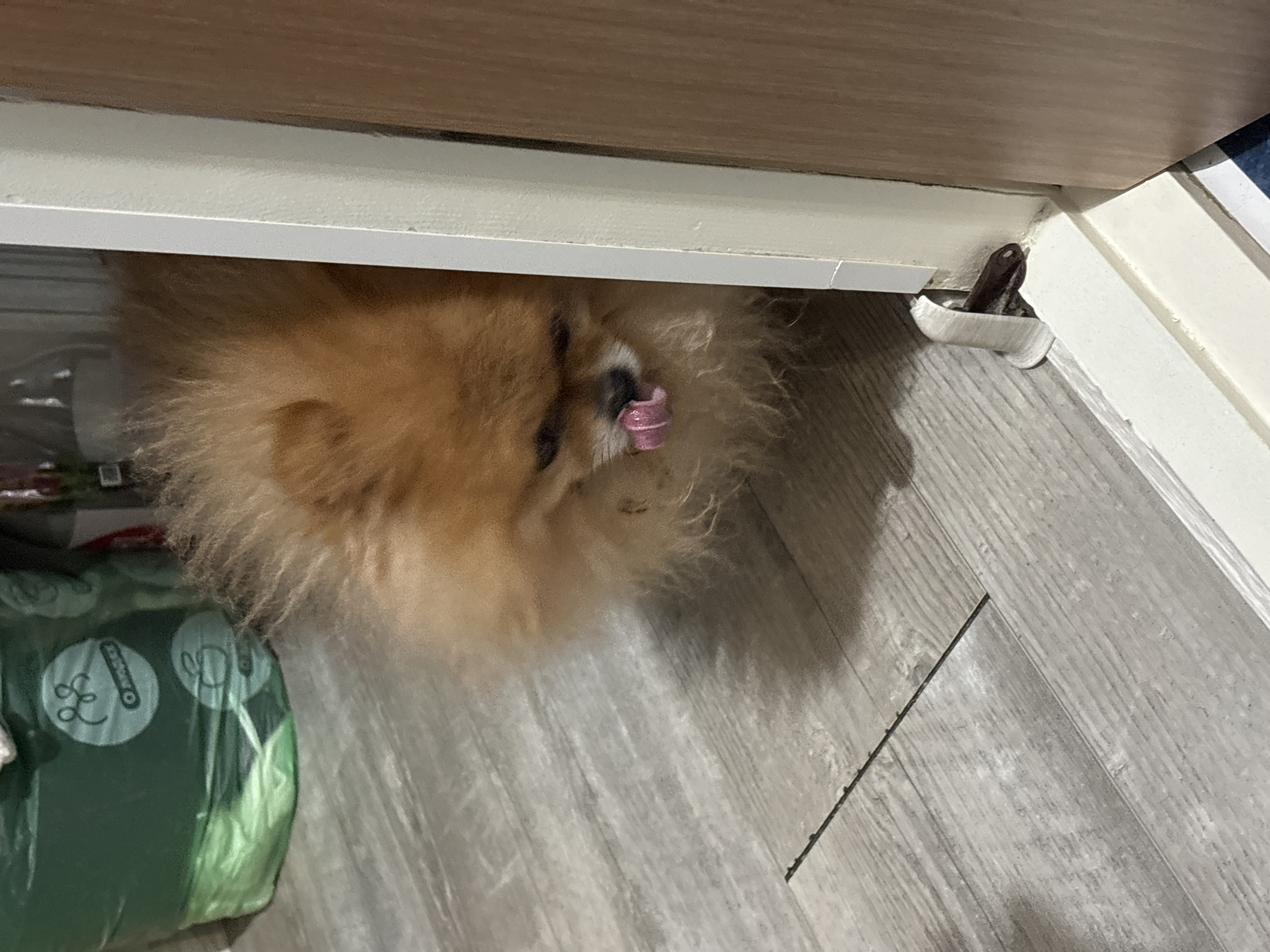 A small, fluffy, orange Pomeranian dog is partially visible peeking around a doorway. Its head is turned slightly downwards, and its pink tongue is sticking out. The dog's fur is dense and appears somewhat disheveled. The background consists of a light gray wood-patterned floor. To the left, a large green trash bag with some white circular logos is visible. The doorway frame is painted white, and a small white door stopper is attached to the bottom of the frame. The overall setting suggests an indoor domestic environment, possibly in a home or apartment. This image does not provide enough information to determine its location within the city of Chaikovsky, Russia, as there are no distinctive landmarks or contextual clues that tie it to a specific place within that city.