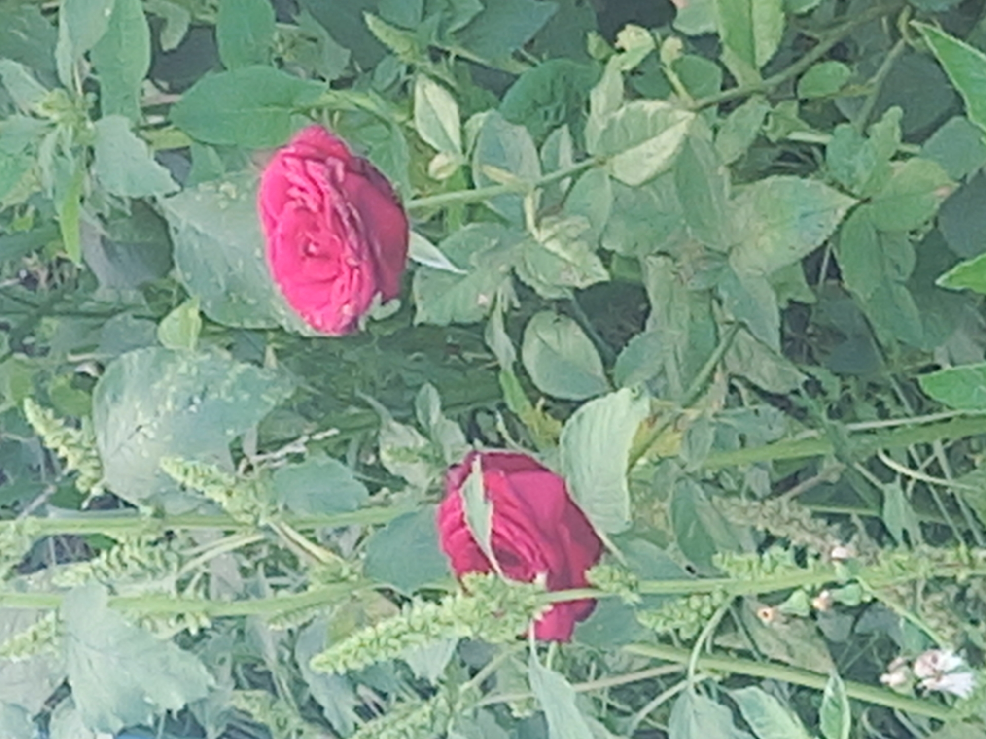 In a garden with dense green foliage, two deep red roses are the prominent subjects. One rose is in full bloom, positioned to the right of the frame, while another, slightly less open, is to the left. Both flowers are nestled amongst the leaves and tall green stalks of what appear to be flowering plants, possibly herbs. The background consists of more greenery, suggesting an outdoor setting in a natural or cultivated environment. No people or specific landmarks that could indicate the city of Степное Яниково, Russia are visible.