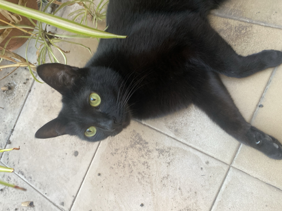 A black cat with striking green eyes reclines on a tiled surface. The cat's head is tilted, gazing directly at the viewer. Part of a potted spider plant with green and white leaves is visible to the upper left of the cat. The tiles are beige and display various marks and imperfections. The cat's sleek, black fur contrasts with the lighter tones of the tile and plant.