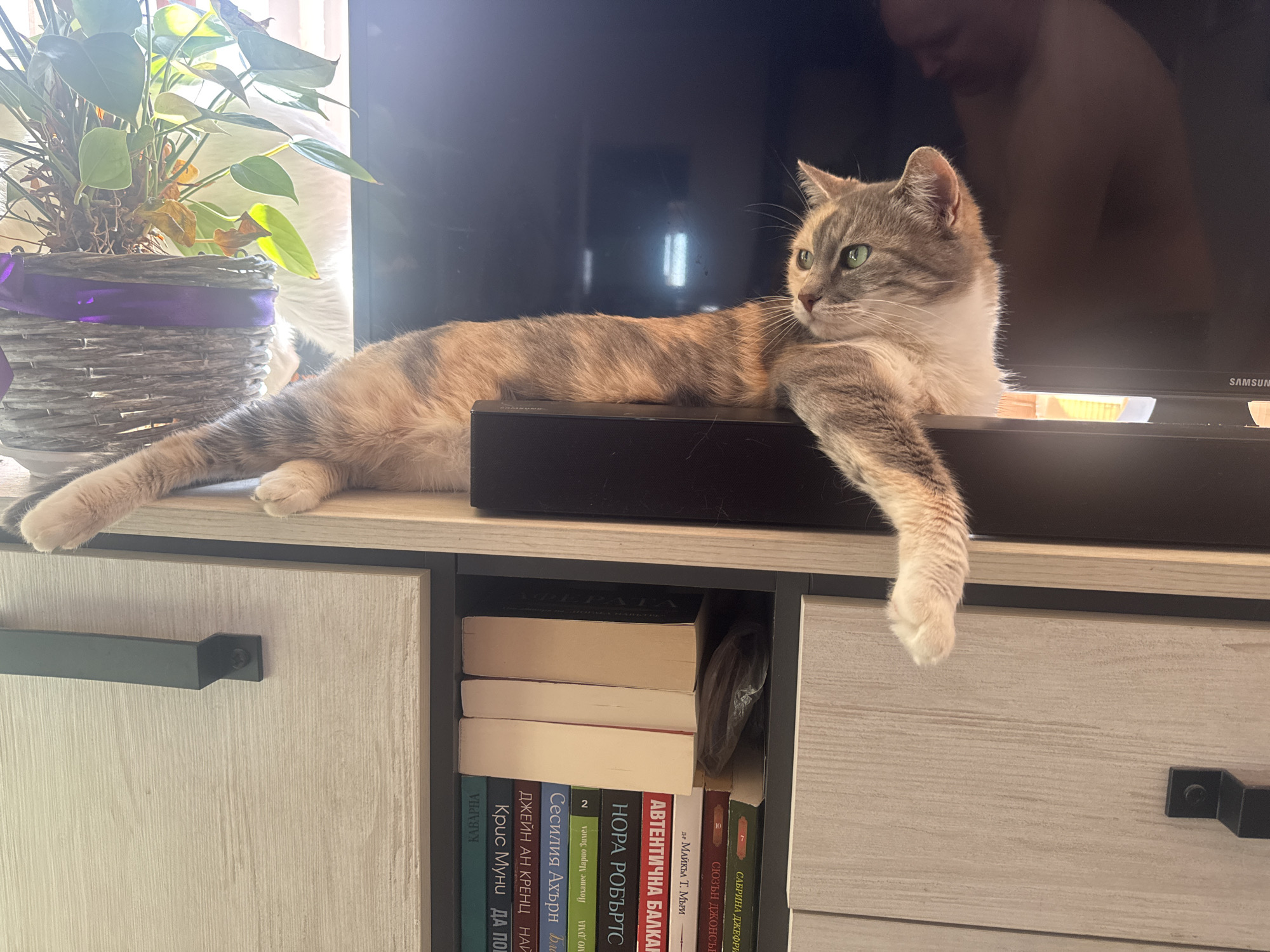 A medium shot depicts a cat lounging on a black soundbar placed on top of a light wood-grained cabinet with black handles. The cat has a mix of grey, white, and light brown fur, with a white chest and paws, and green eyes. It is looking off to the right, with one paw dangling down.
To the left of the cat is a potted plant with green leaves and a grey woven basket wrapped with a purple ribbon. In the background is a television screen with a blurry reflection of a person's upper body.
Beneath the soundbar, the cabinet is filled with books. Several of the spines are visible, revealing titles and authors such as "АВТЕНТИЧНА БАЛКАР", "НОРА РОБЪРТС", "Сесилия Ахърн", "ДЖЕЙН АН КРЕНЦ" and "Крис Муни". One spine includes the words “КАВАРНА” suggesting that this scene is occurring in Kavarna, Bulgaria. The books are stacked in disarray. The room appears to be lit by natural light.