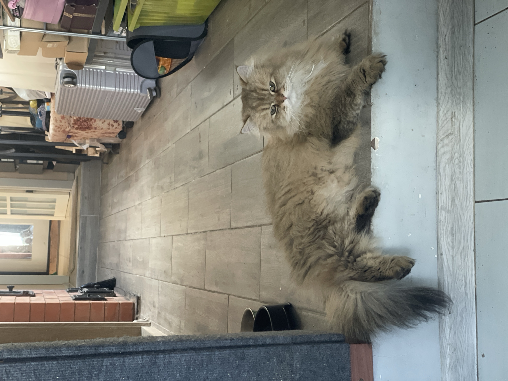 A tan long-haired cat lies on a tile floor in what appears to be an indoor setting. The cat is centrally located in the frame, angled slightly towards the camera with its head up and facing the viewer. Its tail extends along the lower right edge of the image.
Behind the cat, and to the left, is a cluttered area featuring a silver suitcase, some boxes, and other items under a shelf. There is also a window with blinds. To the lower left of the cat are some shoes.
Given the indoor setting and limited information, it is not possible to determine the location in Sestroretsk, Russia.