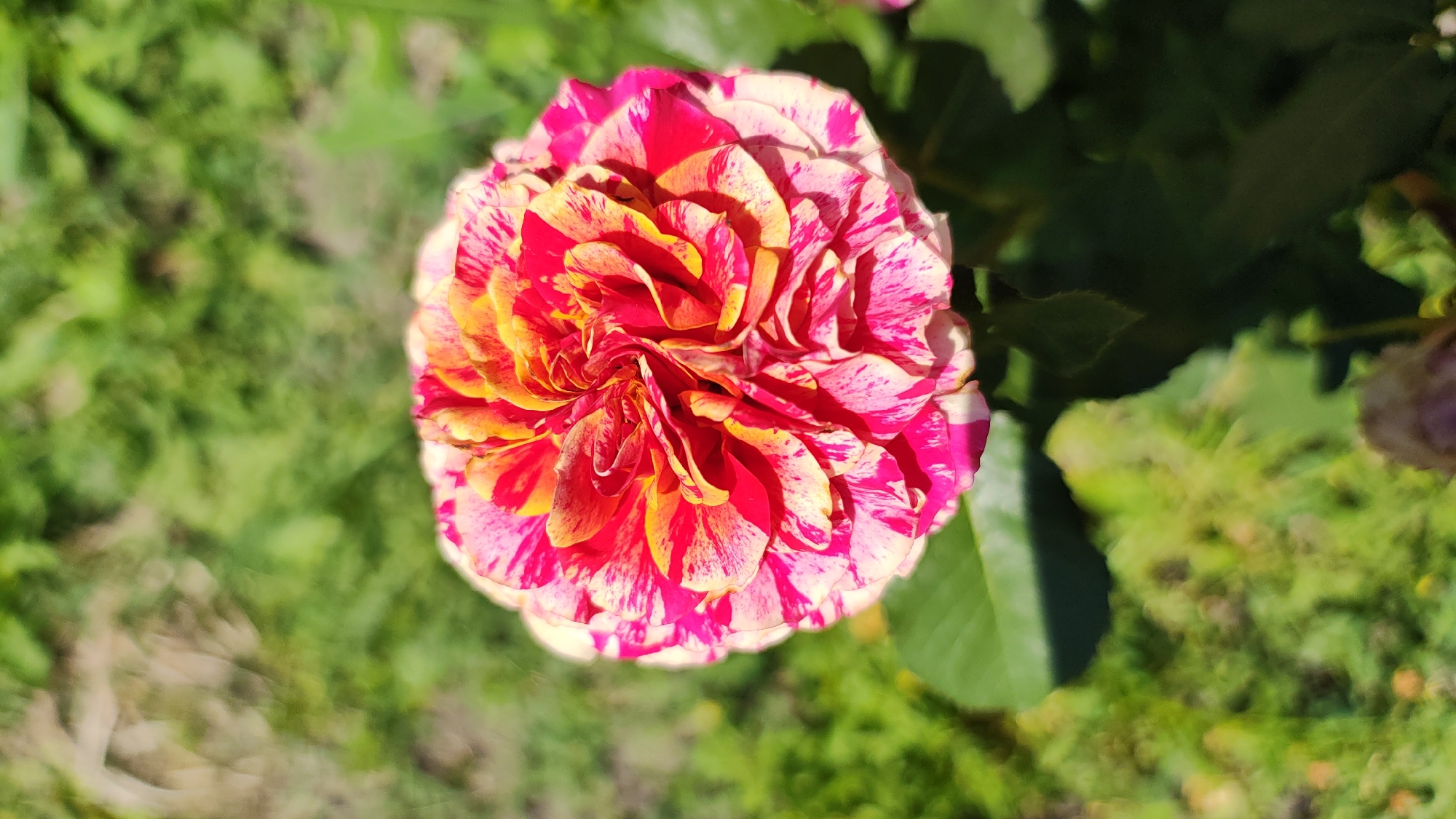 The image displays a close-up, top-down view of a vibrant, multicolored rose in bloom. The rose exhibits a complex petal structure with striking streaks of fuchsia pink and golden yellow against a creamy white background. The petals are tightly curled in the center, gradually opening outwards. The rose is set against a blurred backdrop of lush green foliage, suggesting an outdoor garden setting. The lighting indicates a sunny day, with shadows cast by the petals and leaves. The scene appears to be from Zhytomyr, Ukraine, though no specific landmarks or urban context are visible within the frame itself.