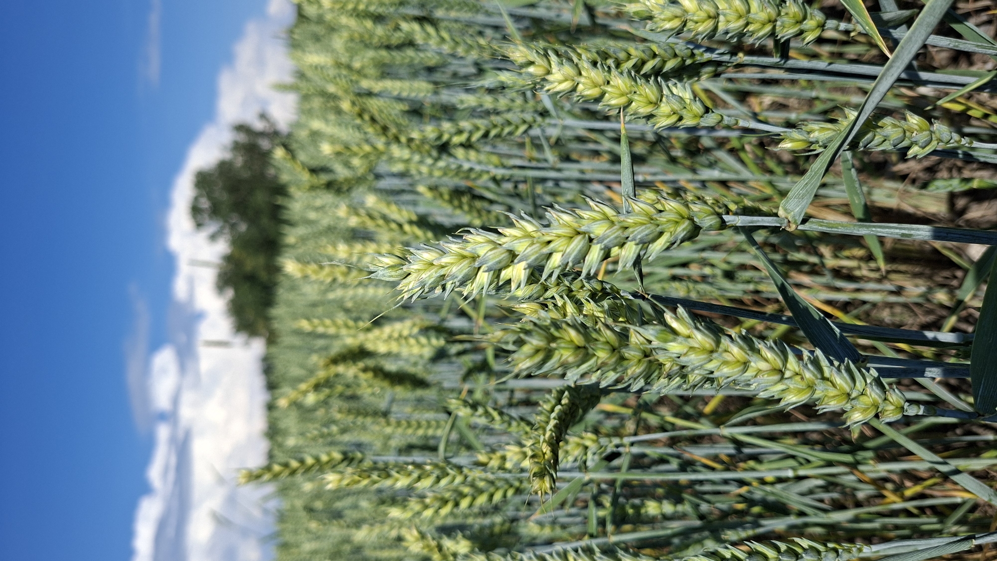 A close-up, vertical, eye-level shot captures an immature wheat field under a bright blue sky with scattered white clouds. The foreground is dominated by sharp, green wheat stalks with developing heads, their delicate awnings clearly visible. The stalks are a mix of light and dark green, with some hints of yellow. The background is a blur of more wheat, suggesting a vast field, with a dark green tree line and a hint of more distant foliage. The overall impression is one of a sunny, rural landscape, likely in the agricultural outskirts of Enns, Austria, given the context. There are no people or animals visible in the frame. The lighting suggests it is daytime, with the sun high in the sky, casting subtle shadows on the wheat stalks.