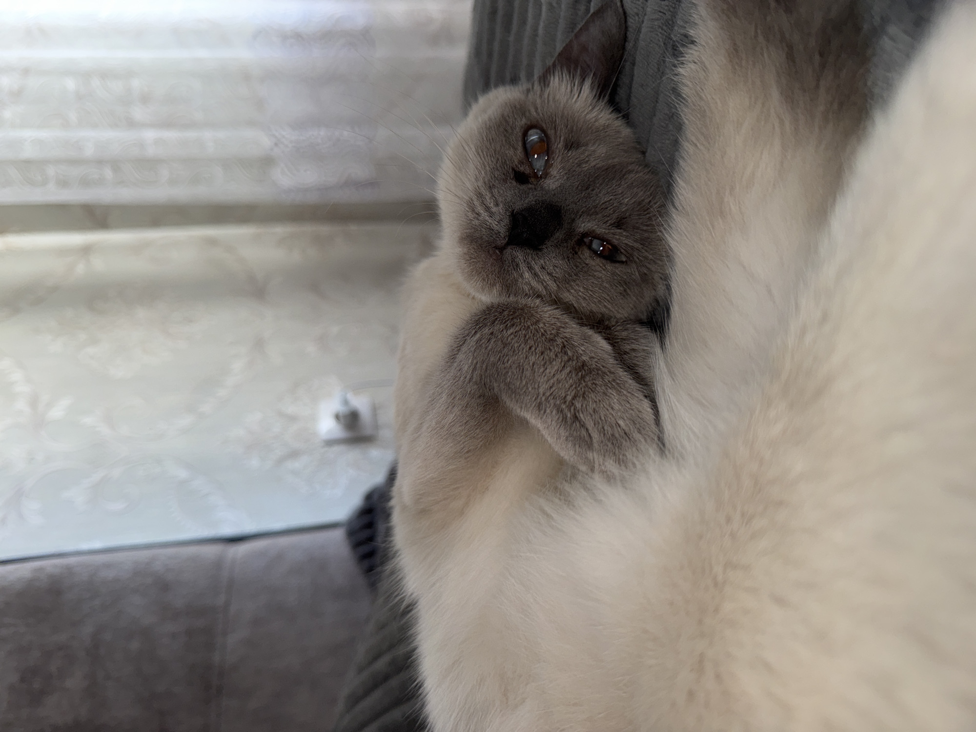 A Siamese cat with light cream-colored fur and grey points is lying on its back on a textured grey blanket. Its head is tilted back, and its eyes are open, looking upwards. The cat's mouth is slightly open, revealing its teeth. In the background, a grey upholstered headboard of a bed is visible, along with a light-colored curtain with a floral pattern. The scene appears to be indoors, likely in a bedroom. There is no information about the location in Slonim, Belarus.