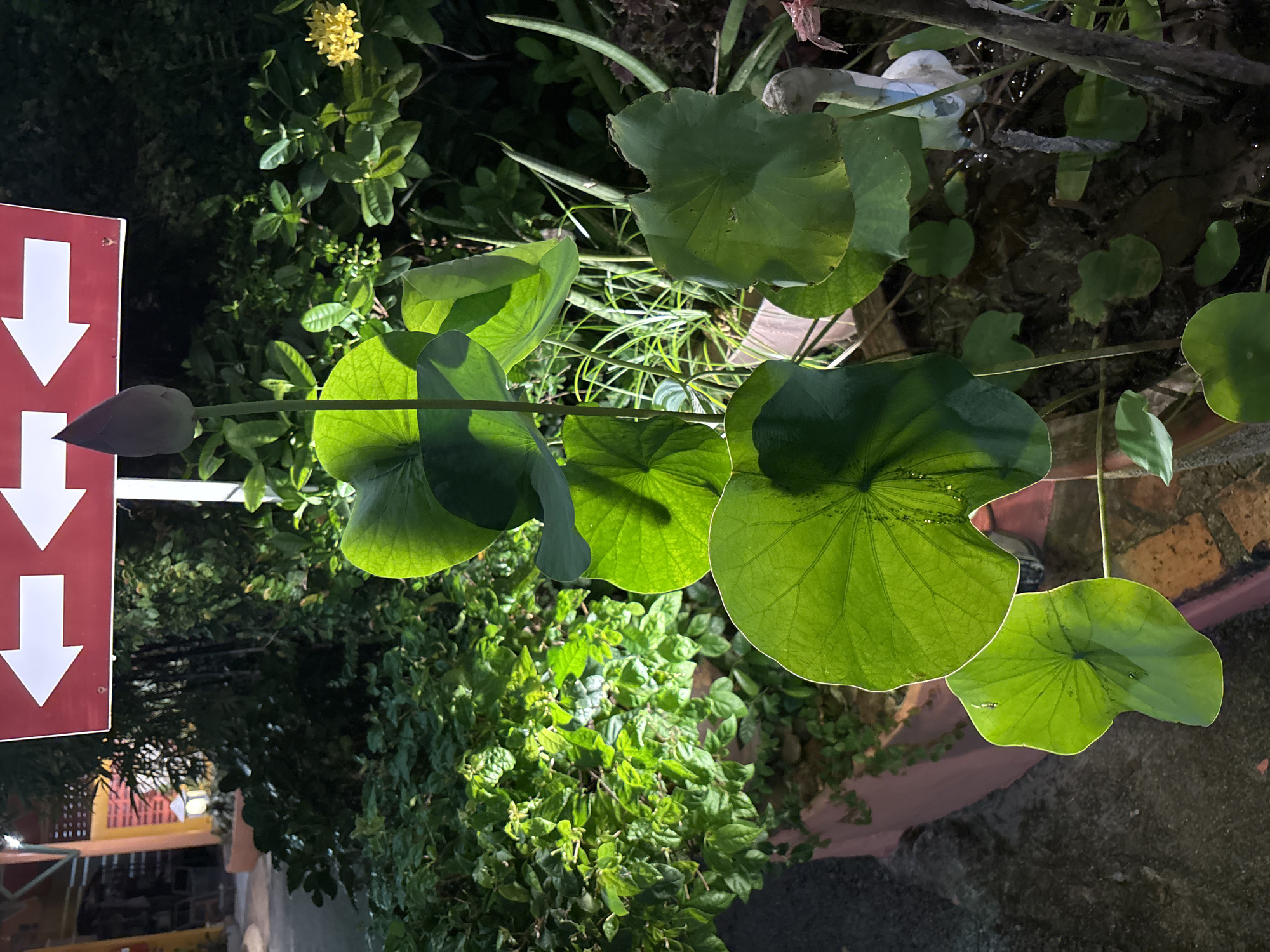 In the city of Chalong, Thailand, a close-up, eye-level shot captures a lotus plant with large, vibrant green leaves and a single, unopened bud. The bud, a pale pinkish-purple, stands tall on a slender stem, positioned near the top center of the frame. Sunlight filters through the leaves, creating dramatic shadows and highlighting the veins and textures. In the background, a red sign with three white arrows pointing left, center, and right is visible above the foliage. To the right of the lotus plant, a small yellow flower cluster adds a pop of color, and further back, a white decorative bird figurine is partially obscured by the leaves. The surrounding environment appears to be an outdoor setting with lush greenery and a hint of a paved walkway or ground. The overall impression is one of natural beauty and tranquility, juxtaposed with the functional signage.