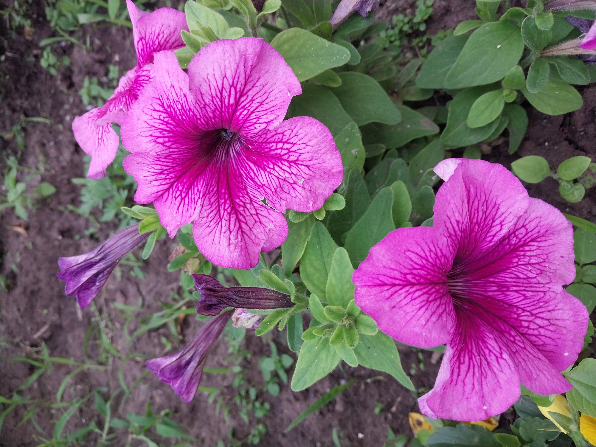 A close-up, eye-level shot captures a cluster of vibrant pink petunias in bloom. The flowers exhibit a delicate, veined pattern on their petals. Several unopened buds in shades of purple and dark red are also visible, along with lush green foliage. The background consists of dark, textured soil with scattered blades of grass, suggesting an outdoor garden setting. The lighting appears natural, indicating daytime. The image does not contain any people, specific landmarks, or identifiable objects that would suggest a precise location within Dnipro, Ukraine. The focus is entirely on the botanical details of the petunias.