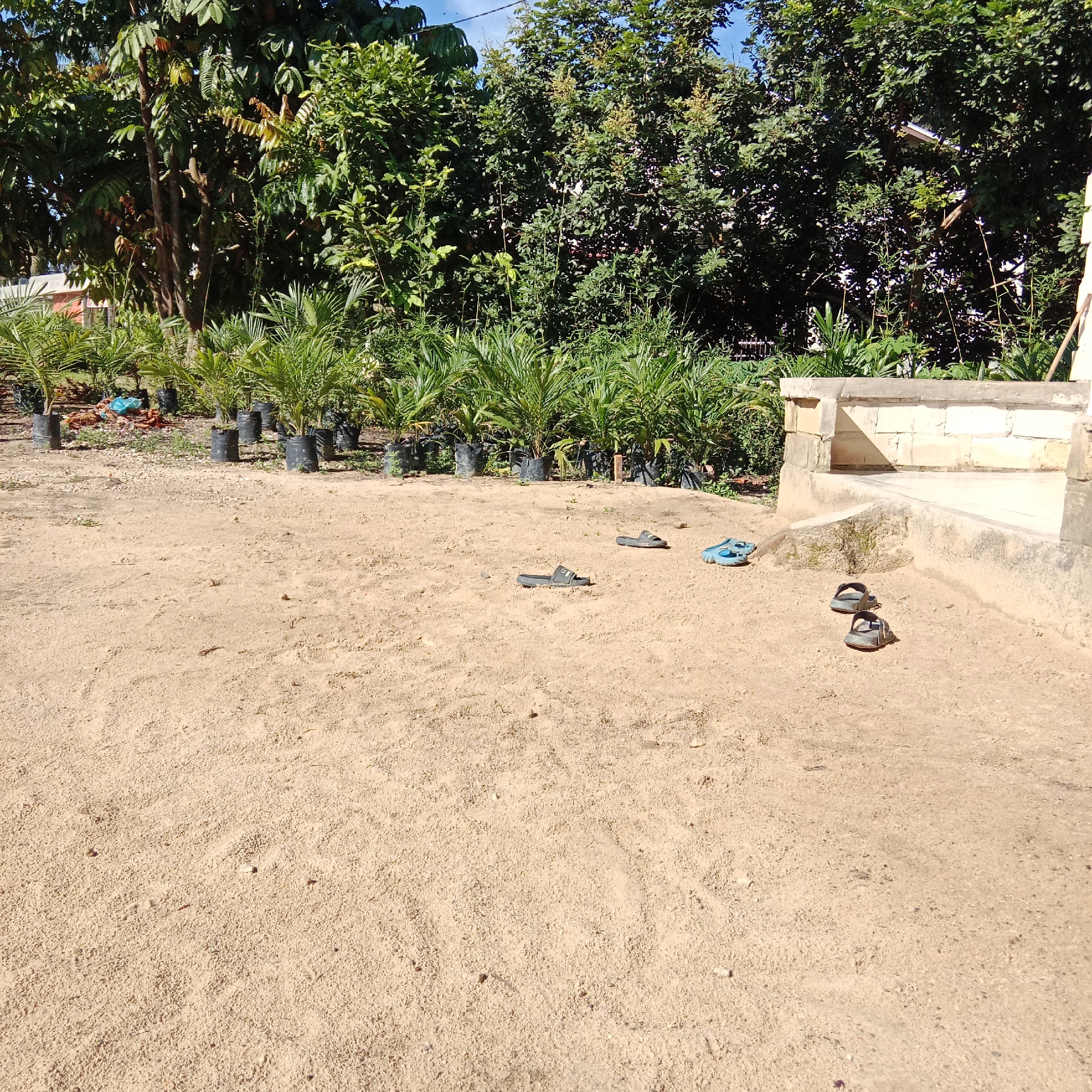 The image depicts an outdoor scene with a focus on a sandy, unpaved ground area in front of a row of potted palm trees. In the foreground, there are several pairs of footwear scattered on the sand: one pair of dark-colored slides, another pair of dark-colored sandals, and a pair of light blue slides. The background features lush green foliage from trees and the potted palm seedlings. To the right, a low, concrete structure with a stone facade is visible. The ground appears dry and sandy, with some scattered debris. The overall impression is that of an outdoor nursery or garden area. The precise location within Unknown, Indonesia cannot be determined from the image alone.