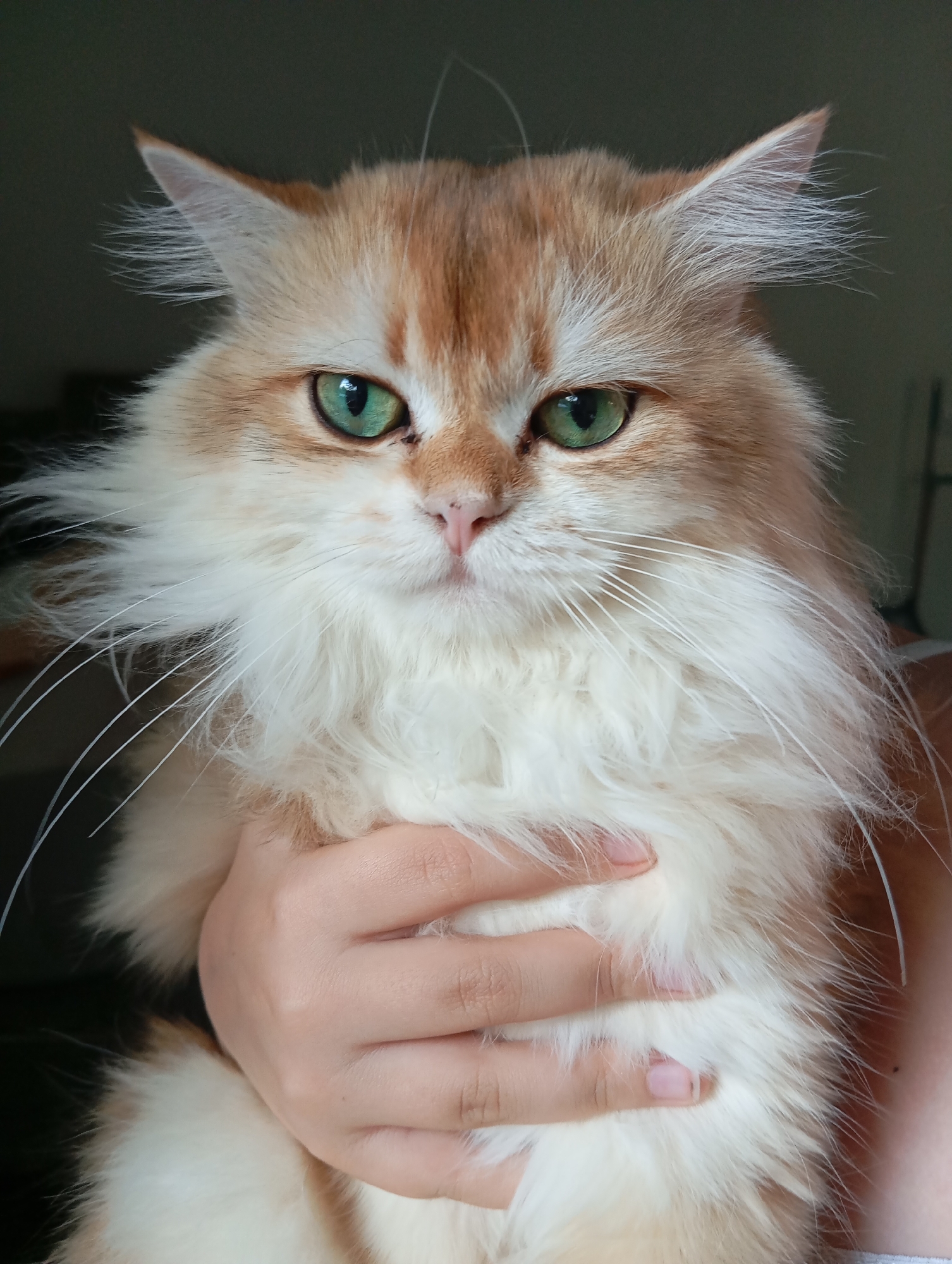 A close-up indoor shot focuses on a fluffy, long-haired cat with predominantly white and orange fur. The cat is held in a person's hand. The cat's eyes are green. The background is blurry and dark. The cat is not in Yukariyuz, Uzbekistan.
