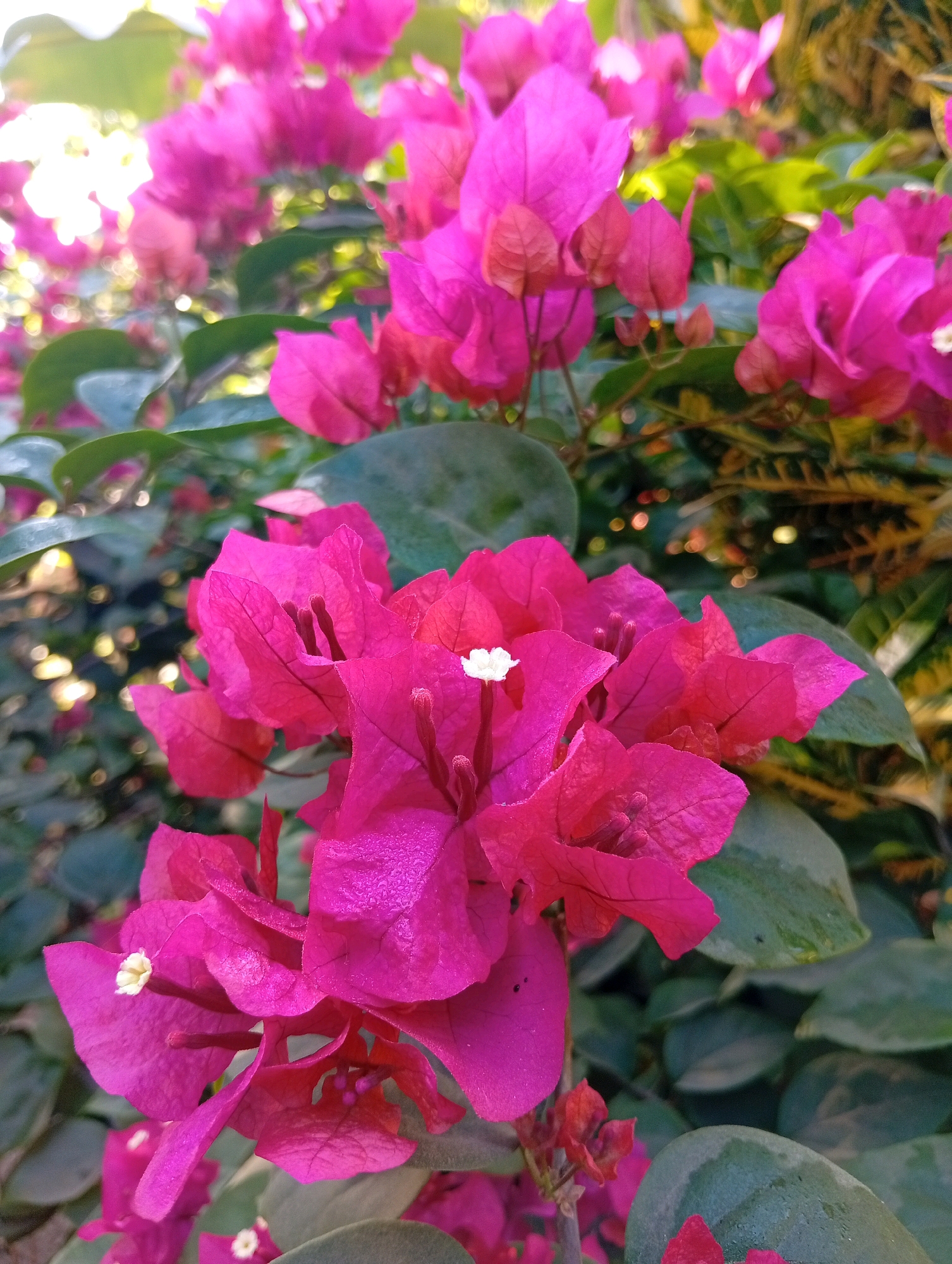 The image depicts a close-up view of bright pink bougainvillea flowers with green leaves in the background. The flowers are the primary subject, with their vibrant color and delicate texture being the focus. The lighting suggests it might be daytime, possibly morning or late afternoon due to the soft glow. The setting appears to be a garden or a natural outdoor environment. Without further information or context, it is impossible to ascertain the specific location within the city of Plempukankembaran, Indonesia, or any details about people, actions, or interactions. The image solely presents a botanical subject in its natural setting.