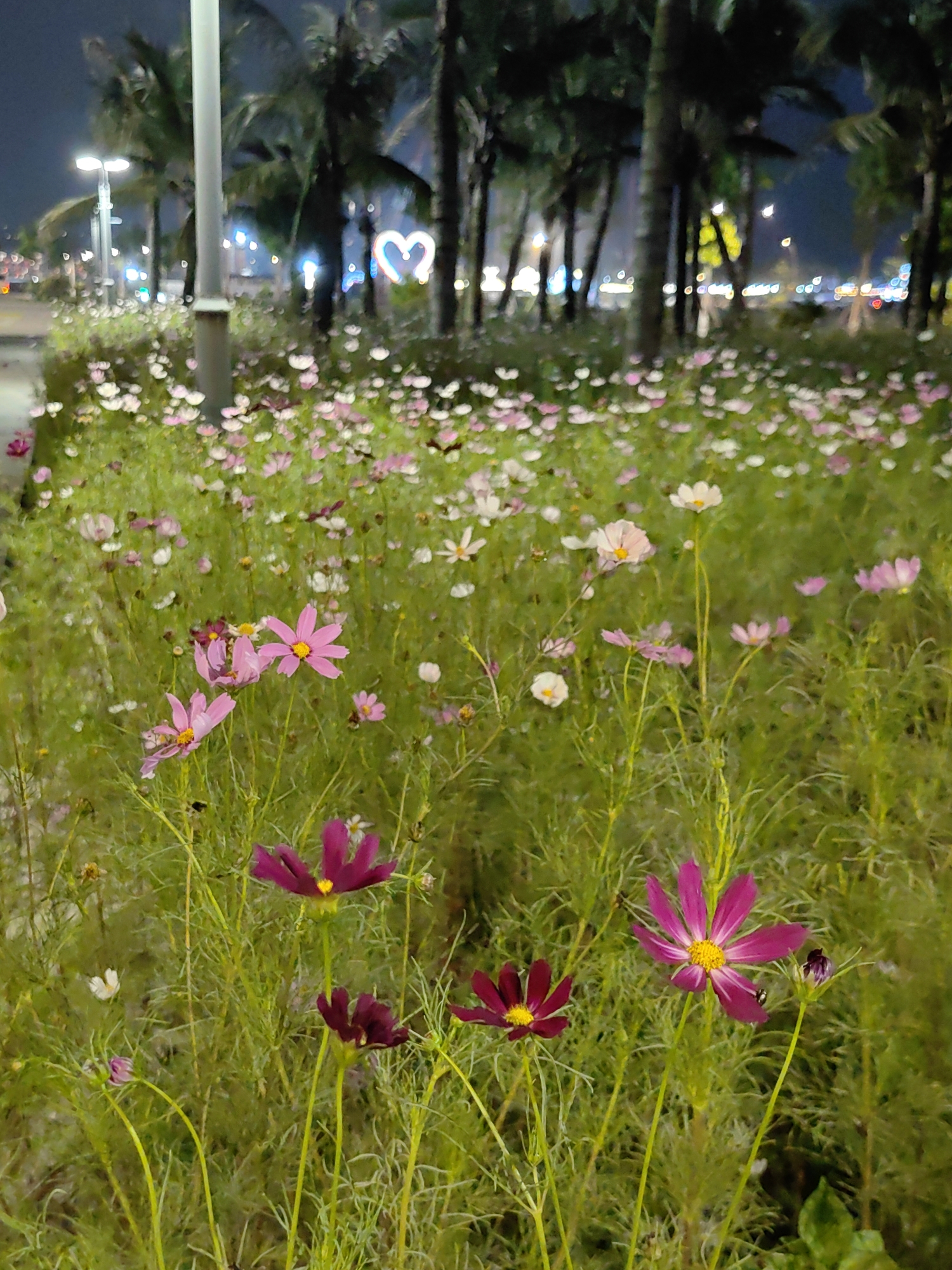 The image captures a field of cosmos flowers in Bai Chay Ward, Vietnam, at night. The foreground features a variety of cosmos flowers in shades of pink, white, and deep burgundy. The flowers are interspersed with green foliage and tall, thin stems. In the midground, the flower field extends towards the background, becoming denser with a mix of pink and white blooms. Beyond the flowers, there is a row of palm trees lined with streetlights. A decorative light sculpture in the shape of a heart is visible among the trees. In the background, blurred city lights add a soft glow to the night sky. The scene is illuminated by the streetlights and city lights, casting a gentle glow on the flower field.
