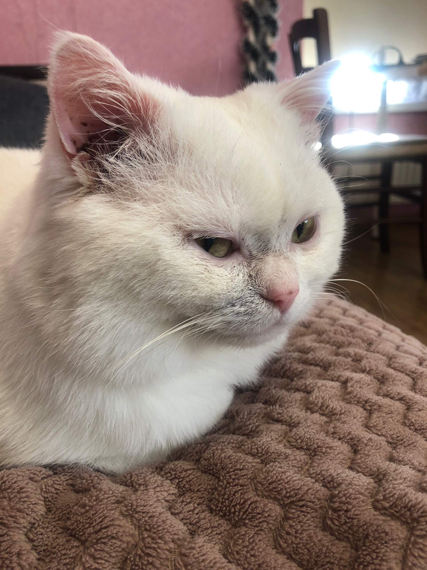 A close-up, profile shot shows a fluffy white cat with green eyes resting on a textured brown blanket. The cat is looking downwards and to the right with a slightly squinted expression. Its ears are visible, and the left ear appears to have some dark debris or dirt inside. The background is blurred, showing a room with furniture and a bright light source, suggesting an indoor setting. The cat's fur is thick and soft, with some stray hairs visible. The overall impression is one of a domestic pet in a relaxed pose. No information about its location in Unknown, Russia is available from the image.