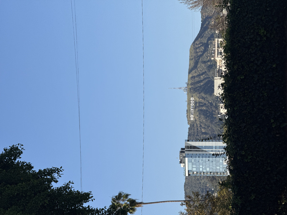 This image depicts a panoramic view of the Hollywood Hills in Los Angeles, California, United States of America, under a clear blue sky.
The central subject is the iconic "HOLLYWOOD" sign, rendered in white capital letters, prominently positioned on a verdant, undulating hillside towards the right of the frame. To the right and slightly behind the sign, a tall communications tower with a lattice structure is visible on the hilltop.
In the mid-ground, below and to the left of the Hollywood sign, stands a modern, multi-story building with a reflective glass facade, primarily displaying light blue and grey tones. Further to the left, a tall, slender palm tree extends vertically into the frame. Other smaller buildings are partially visible below the Hollywood sign and to the right of the modern building, situated at the base of the hills.
The foreground is dominated by a dense, dark green hedge or shrubbery that spans the bottom third of the image. A section of a leafy tree canopy is visible in the upper left corner. Two thin, dark utility wires traverse horizontally across the upper middle portion of the bright, cloudless sky. No individuals are depicted in the scene. The overall impression is one of a clear, bright day in an urban environment bordering natural hills.