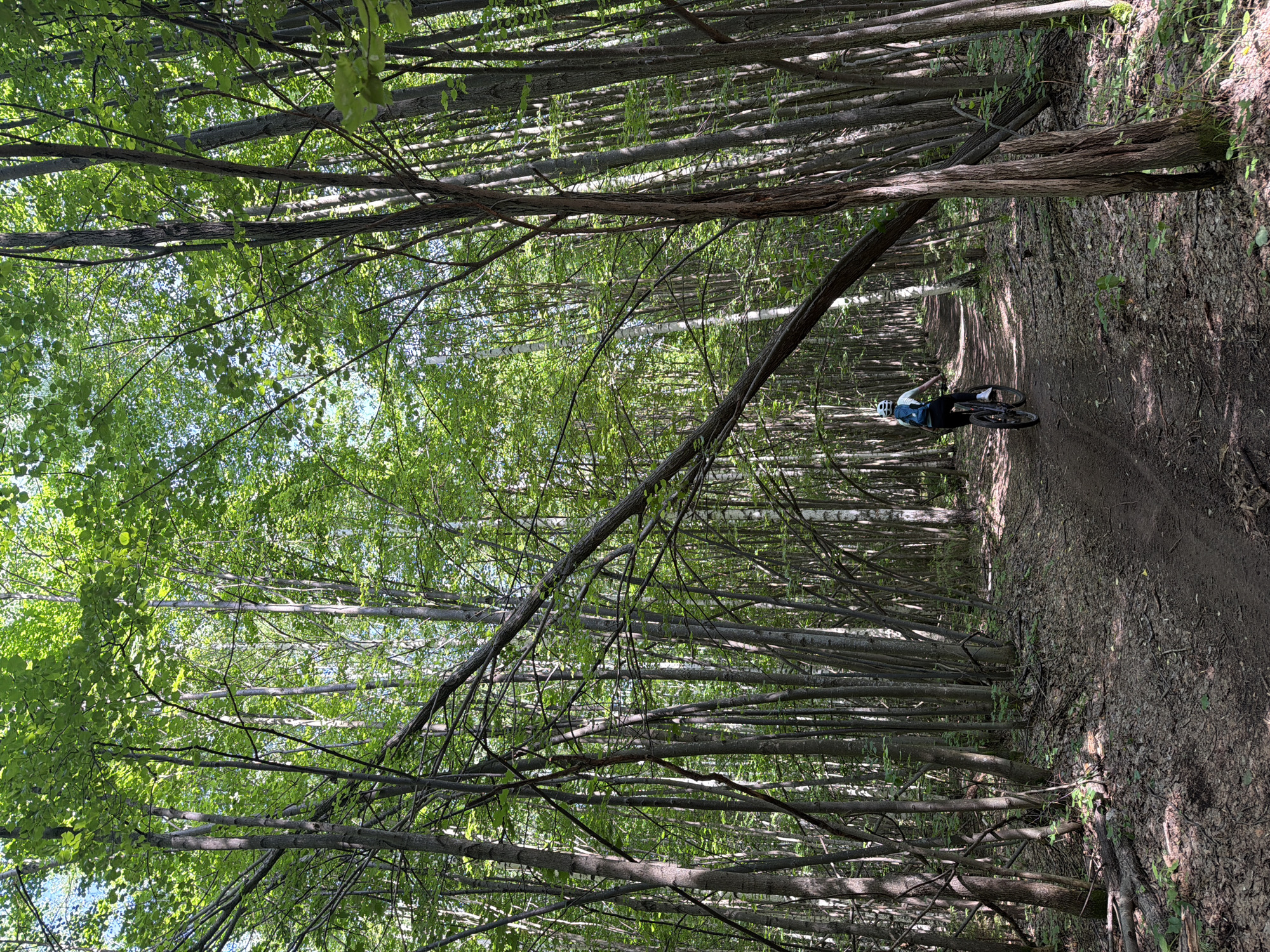 A person rides a mountain bike on a dirt path through a dense forest with tall, slender trees. The trees have green leaves and the sun filters through the canopy, creating dappled light on the path. A large fallen tree trunk lies across the path, creating an obstacle that the cyclist appears to be navigating around. The cyclist is wearing a light blue helmet and a backpack. The path is covered in leaves and debris. The location is the city of Kostovaty, Russia.