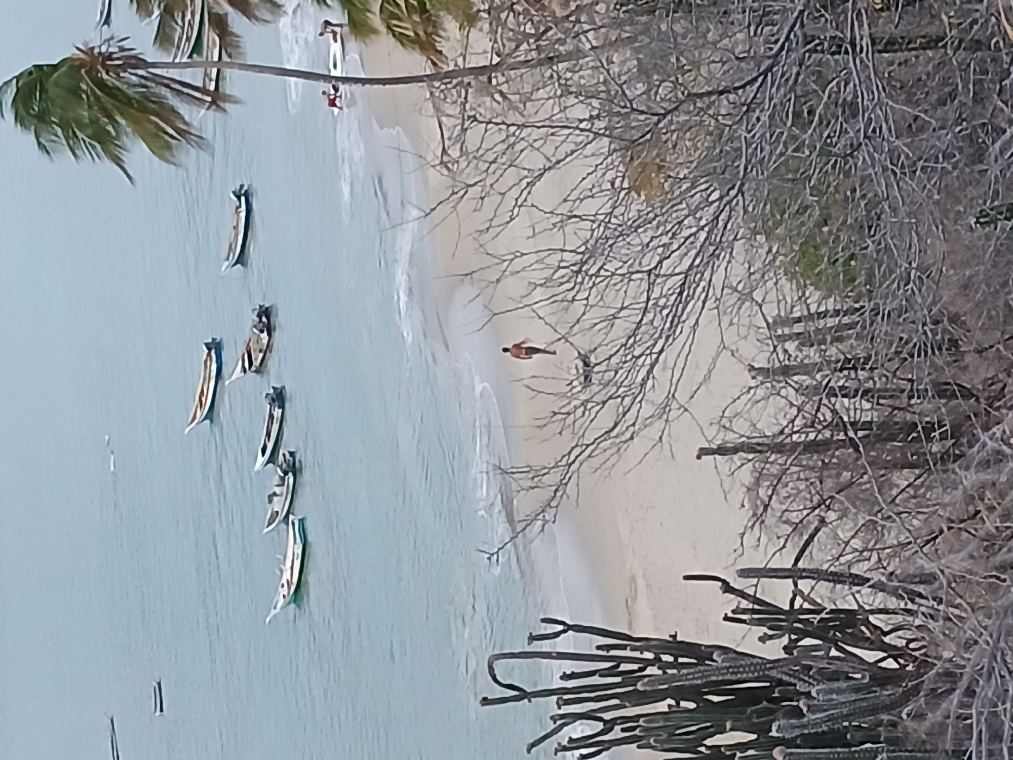 From a high vantage point, a coastal scene unfolds. The ocean, a flat plane of light blue-gray, meets a narrow strip of white sand beach. Several small fishing boats, some colorful, are pulled onto the sand or anchored close to the shore. At least one person walks alone on the beach. Dominating the foreground are the gray, leafless branches of a tree and a cluster of cacti. The location is likely in or near Juan Griego, Venezuela, given the tropical vegetation and fishing boats common in the region.