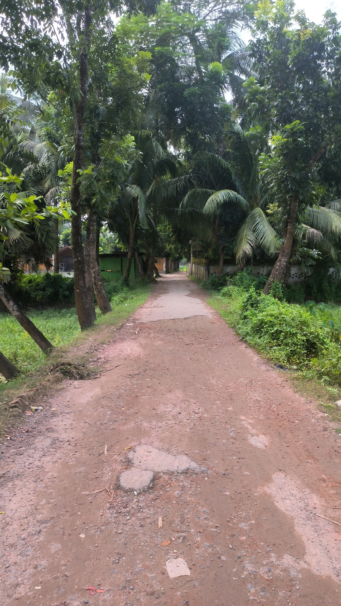 This image depicts a dirt road in a rural setting within Begumganj Upazila, Bangladesh. The road is unpaved and appears to be made of reddish-brown soil with scattered small stones and some patches of broken asphalt or concrete. Vegetation lines both sides of the road, featuring tall trees with dense green foliage, including palm trees. The trees cast shadows onto the road. On the left side of the road, there is an area of thick green grass. On the right side, there is more lush green vegetation and a low wall. In the background, some structures with green and beige walls are visible, suggesting residential or agricultural buildings. The sky is overcast and not clearly visible due to the dense tree canopy. There are no people or vehicles visible in the image.