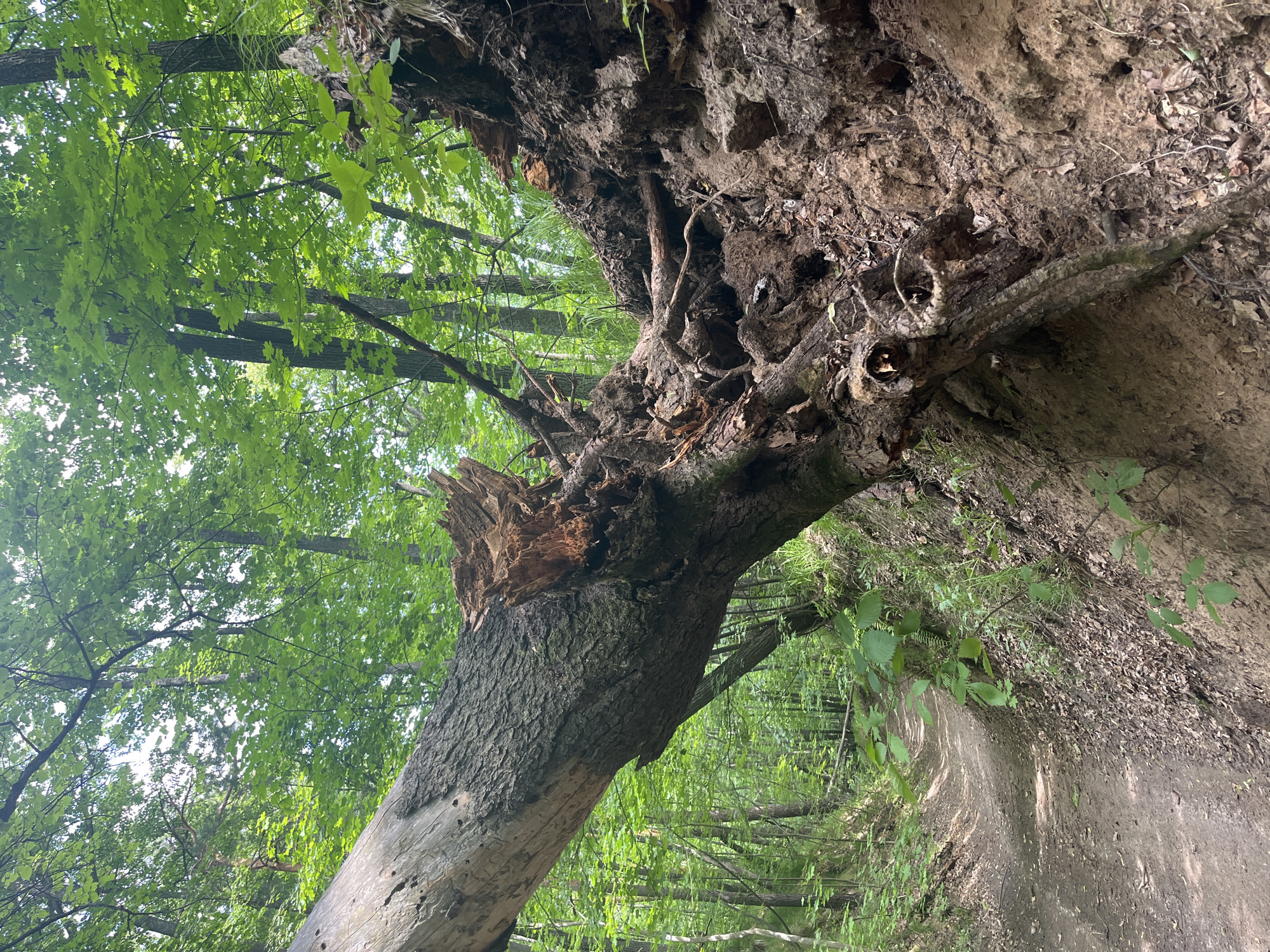 A fallen tree obstructs a dirt path in a forest. The tree is large and appears to have been uprooted, with its root ball exposed. The path is winding and covered in leaves and dirt. The surrounding environment is dense with green trees and foliage. The scene is peaceful and untouched, suggesting a natural setting. The image was taken in Vasilyevo, Russia.