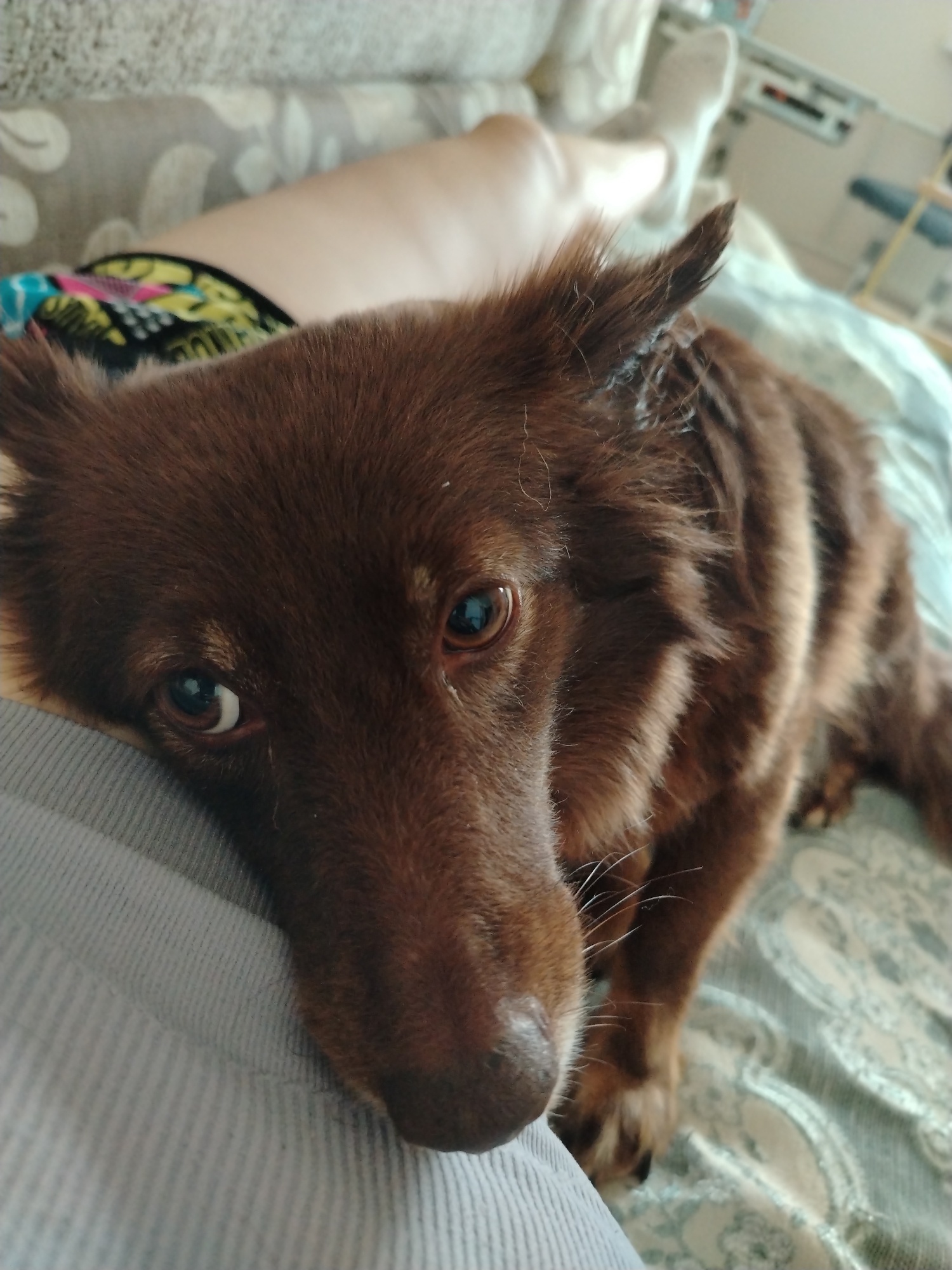 The image shows a close-up of a brown dog resting on a person's leg. The dog's head is lowered onto the person's thigh, and its eyes are looking towards the camera. The dog has long, shaggy fur and alert ears. The person's leg is visible, with part of their colorful shorts and a white sock on their foot. The background consists of a bed with a patterned blanket. The scene appears to be indoors, in a domestic setting, with no specific identifiable landmarks to determine a location within the city of Noviy, Russia.