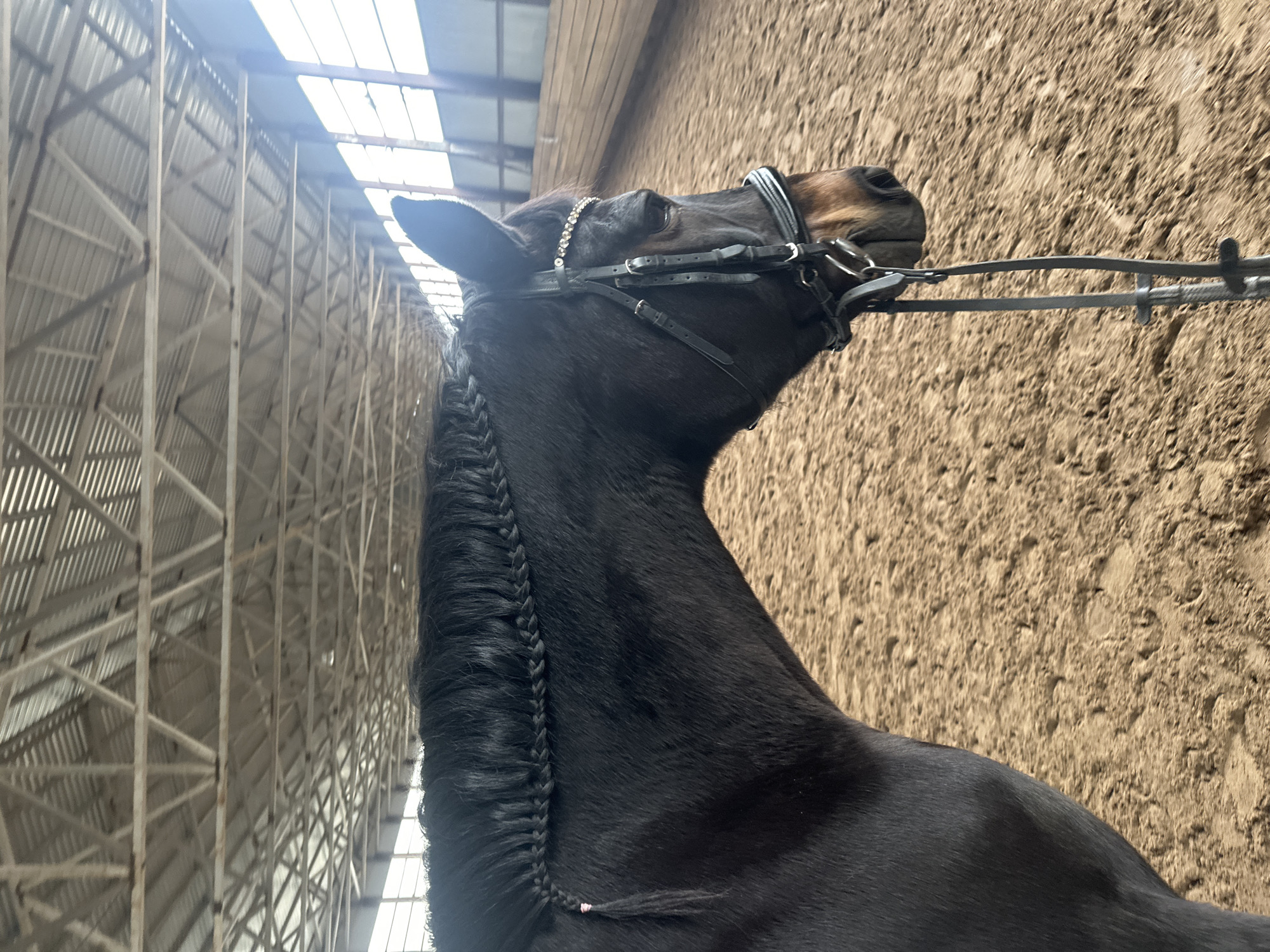 A horse with a braided mane and a bridle is the primary subject of the photograph, taken indoors, likely in a riding arena or barn. The horse is dark in color and has a brown muzzle. The bridle appears to be standard riding equipment, with a decorated browband. The horse's head is raised, with its nose pointing upward.
The background consists of two distinct elements: one side reveals the structural framework of a building, with metal beams and translucent panels providing natural light. The other side shows a tan or sandy-colored wall, which suggests the interior of the arena or barn.
The photograph was taken indoors, but location details cannot be determined from the image.