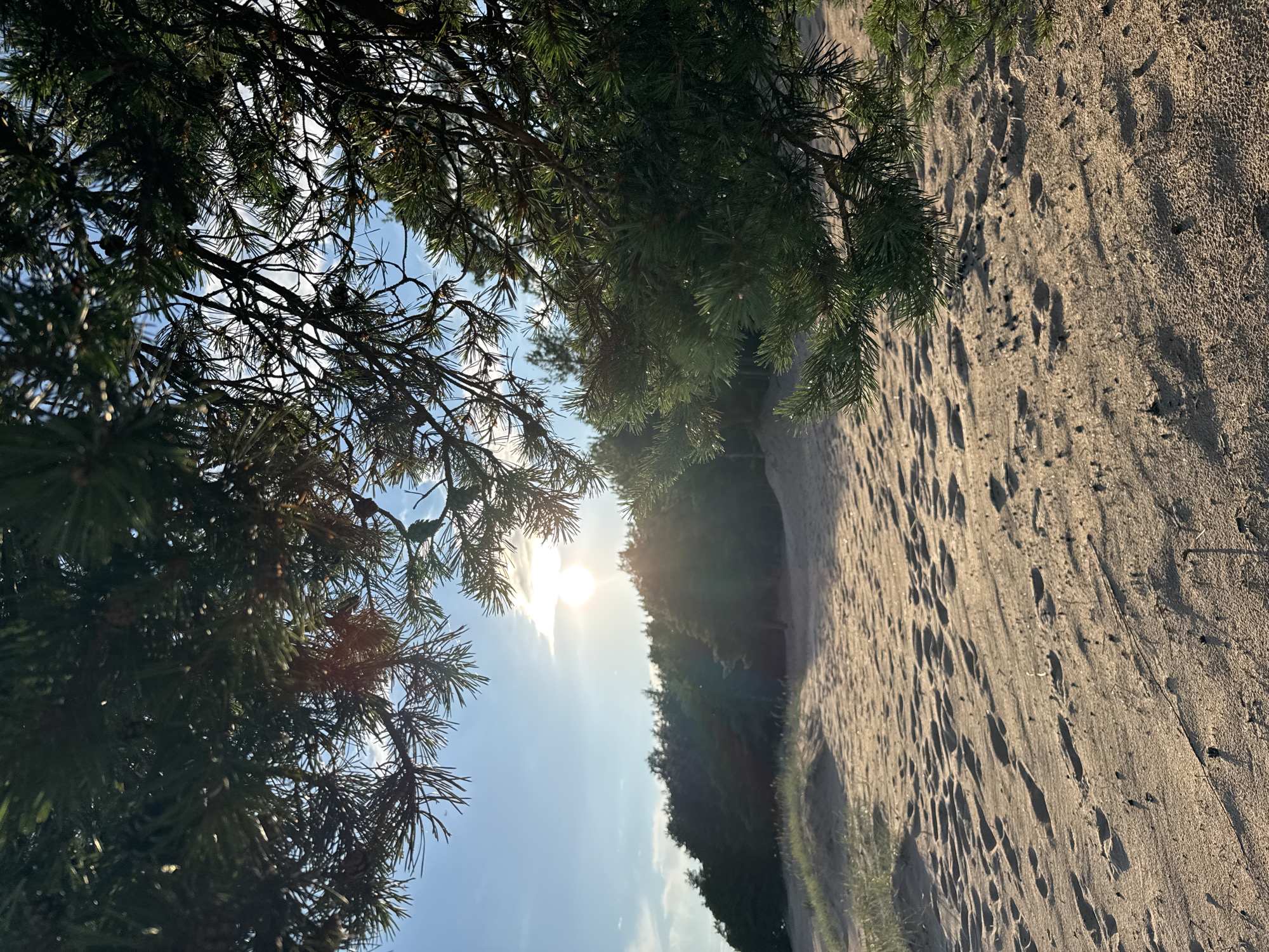 A sandy beach is in the foreground, marked with numerous footprints. In the middle ground, a line of trees forms a dense forest against the horizon. The sky above is bright blue with a few scattered clouds and the sun is visible, shining through the branches of a pine tree that frames the upper right corner of the image. The scene is likely located on the shore of the Gulf of Finland near Shepelevo, Russia, given the characteristic landscape of sand dunes, pine forests, and the bright sky typical of the region. The overall atmosphere is tranquil and natural.