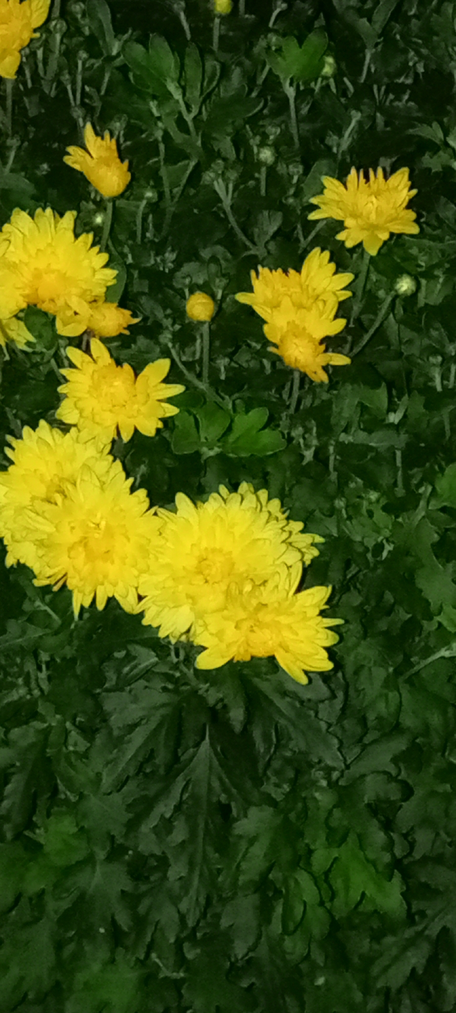 The image displays a close-up view of several yellow chrysanthemums with dark green foliage. The flowers are in various stages of bloom, with some fully open and others still budding. The lighting suggests an indoor or shaded outdoor setting, as there are no harsh shadows. The image is taken from a top-down perspective. There are no people or human activity visible in the image. The specific location in Kirsanov, Russia is not determinable from the provided image.