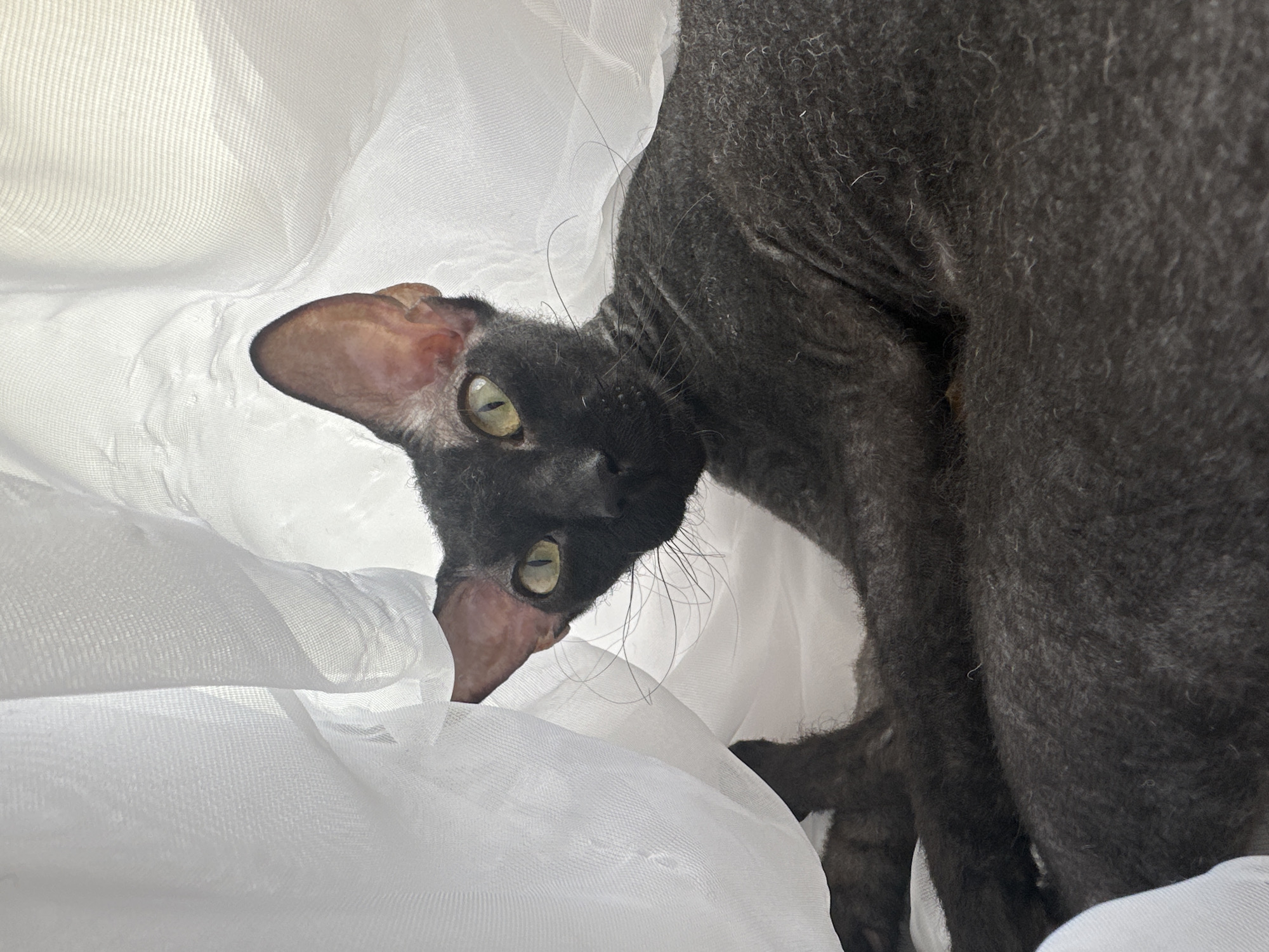 A dark grey, short-haired cat is the sole subject of this indoor photograph. The cat is lying on a surface covered by white, sheer fabric, which is draped and folded around the animal, creating soft shadows and highlights. The cat's body is mostly obscured by the fabric, but its head and a portion of its torso are clearly visible.
The cat's head is turned towards the viewer, with its face angled slightly to the left. It has large, prominent ears and striking green eyes that are wide open, giving it an alert and curious expression. Its skin appears wrinkled, particularly around its nose and cheeks, and its whiskers are long and sparse. The cat's fur is short and curly, with a texture that looks somewhat tousled.
The lighting in the scene appears to be soft and diffused, suggesting an indoor setting, possibly near a window or under ambient room light. The white fabric creates a bright, ethereal backdrop, emphasizing the dark color of the cat. There is no visible text in the image. The overall mood is one of quiet intimacy and focus on the animal's appearance and expression.