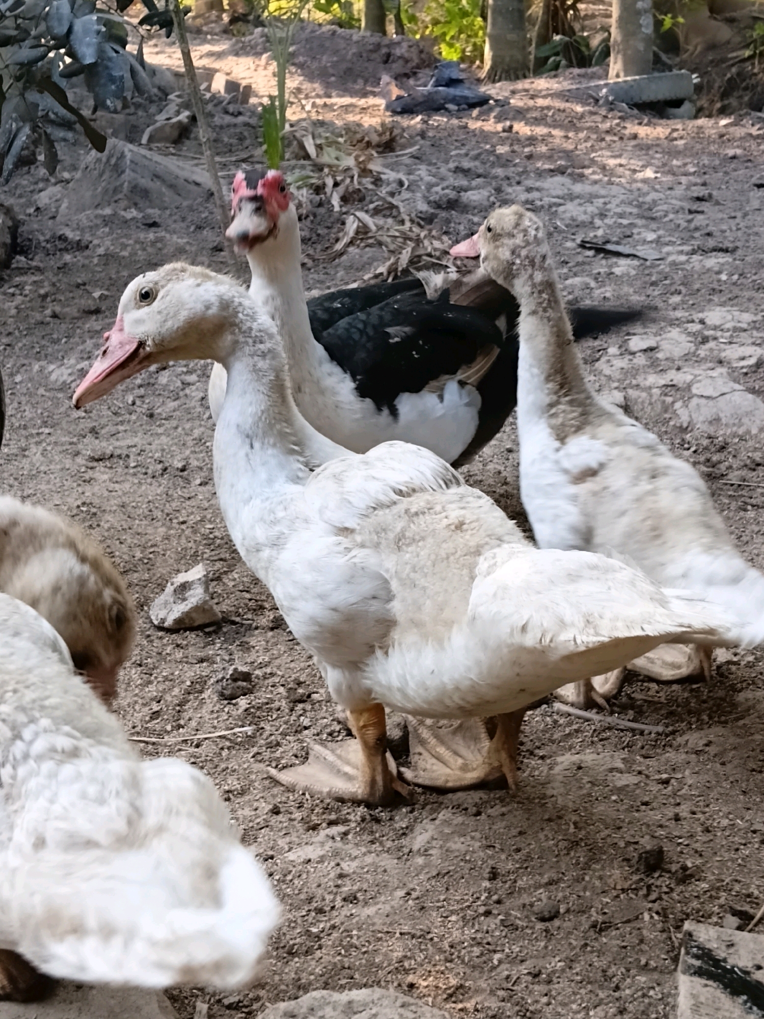 In Margo Rukun, Indonesia, a group of ducks stands on dry, dusty ground. The primary subject is a large white Muscovy duck facing left, its beak open, and its wattle a pale pink. Behind it, a black and white duck is partially visible, its head adorned with a red wattle. To the right, another duck, predominantly white with brown speckles, stands facing away. In the foreground, the backs of two more white ducks are visible. The environment consists of rough soil with scattered small stones and dried leaves. In the background, blurred foliage and trees suggest an outdoor, possibly rural or semi-rural setting.