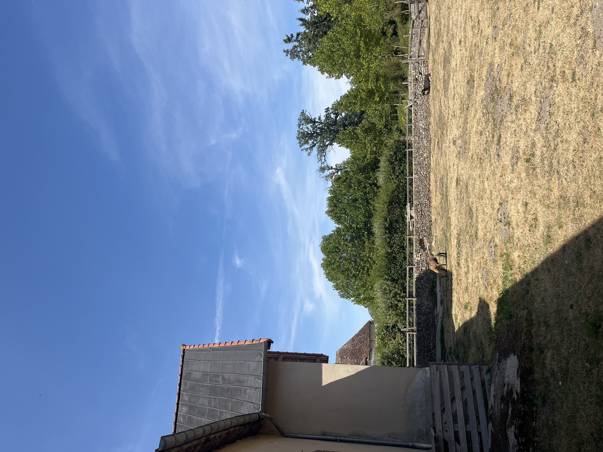 The image depicts an outdoor scene on a sunny day, with a clear blue sky dotted with wispy white clouds. In the foreground, a portion of a building with a dark, slanted roof and beige walls is visible on the left. Next to it, a wooden pallet structure is present. The ground is covered in dry, yellow grass, indicative of a warm season.
In the middle ground, a brown deer-like animal is grazing in the dry grass. Behind the animal, a stone wall with a wooden fence runs horizontally across the frame. Beyond the fence, a dense line of green trees forms a backdrop. Further in the distance, more trees of varying heights and species are visible. To the right, another wooden fence structure is present.
The overall scene suggests a rural or semi-rural setting, possibly a farm or an animal enclosure. The presence of the building and the dry landscape hints at a location in a region with hot summers. Considering the context of Rambouillet, France, this could be an area within the town or its surrounding countryside, known for its historical significance and natural landscapes, including parks and forests. The scene is peaceful and natural.