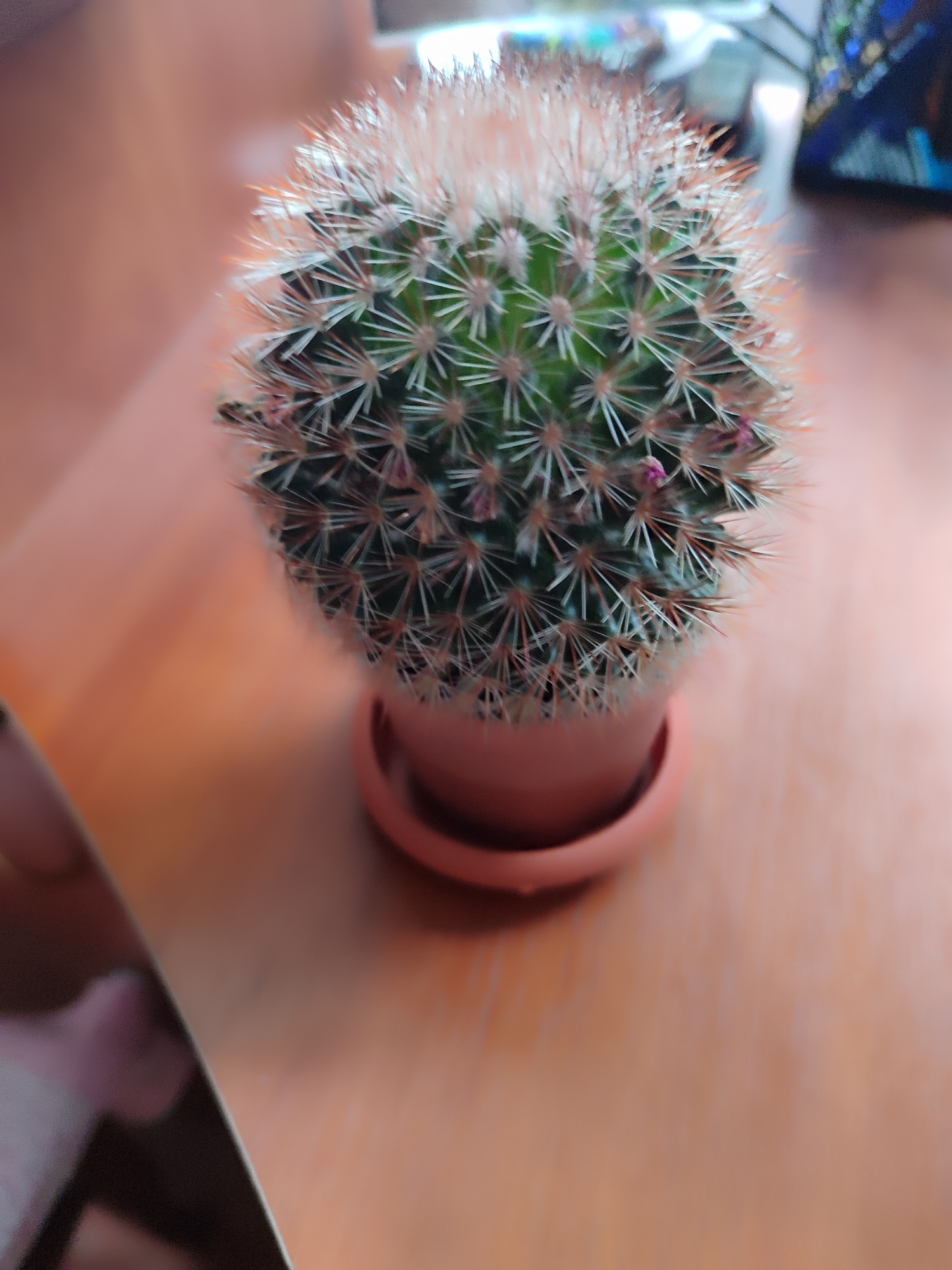 A close-up, shallow depth of field, eye-level shot features a small potted cactus with pinkish spines on a wooden surface. The cactus is round and green with numerous radiating spines. Some tiny pink buds are visible among the spines. The cactus is in a small, pinkish-orange pot with a matching saucer. The wooden surface is a warm, orange-brown color and appears to be a tabletop. The background is blurred, with hints of other objects and colors, but they are indistinct. The overall lighting is soft and diffused. The scene is set in Unknown, Unknown.
