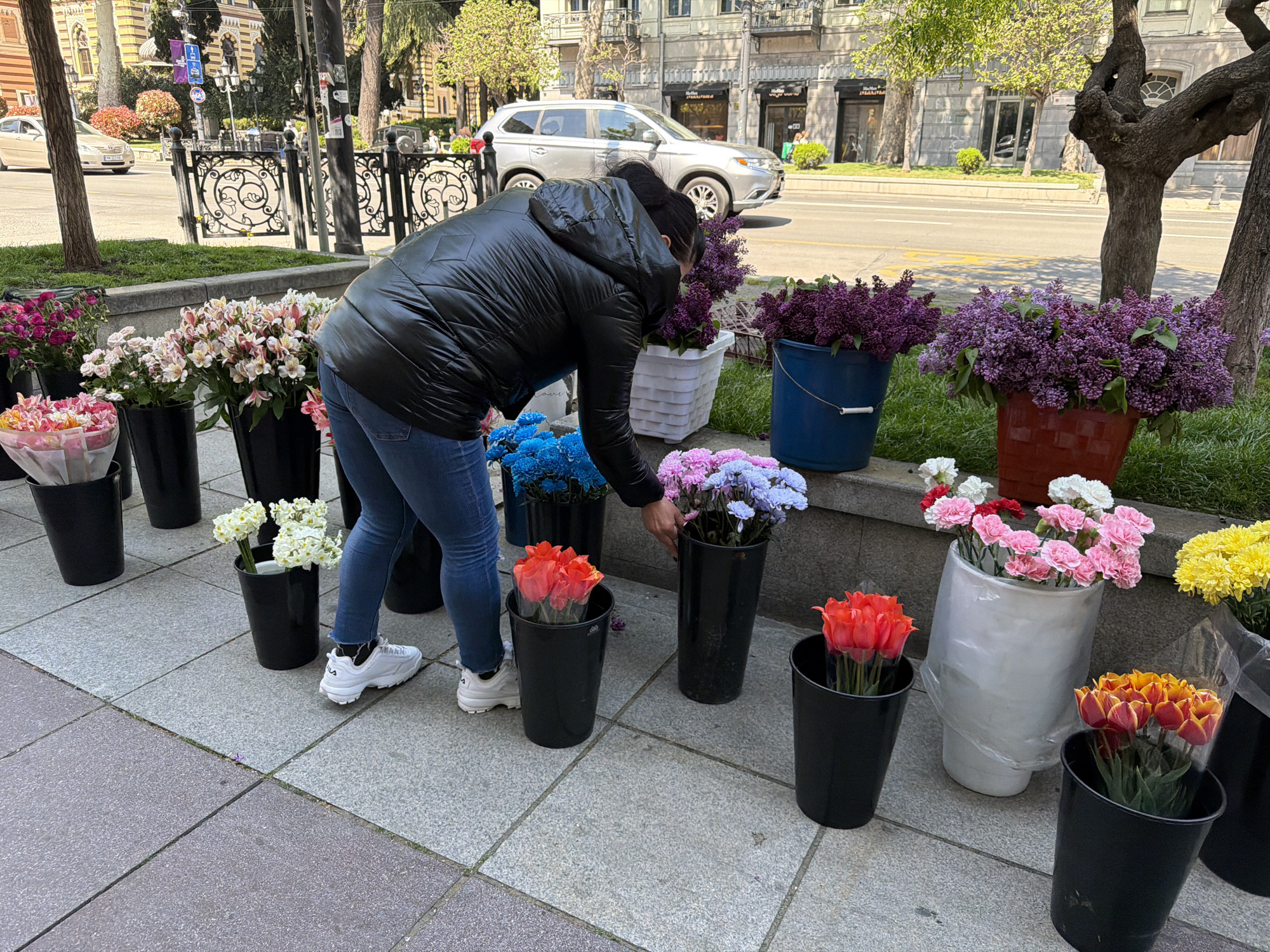The image presents a vibrant street scene in Tbilisi, Georgia, during daytime, under clear and sunny conditions. In the immediate foreground, a person, likely a woman, is actively arranging an extensive display of fresh flowers along a paved sidewalk. She is wearing a black puffer jacket, blue jeans, and white sneakers with the "FILA" logo visible on one. Her hair is pulled back in a ponytail.
The sidewalk is lined with numerous buckets and vases of various colors (black, white, blue, red) holding a rich assortment of cut flowers. These include large, lush bunches of purple lilacs, bright red-orange tulips, soft pink and white alstroemeria, clusters of yellow, blue, and pink/purple chrysanthemums (or similar daisies), and delicate pink and white carnations. The flowers are neatly presented, suggesting a street vendor's stall or a temporary flower market.
Behind the flower display, a narrow strip of green grass separates the sidewalk from a decorative black wrought-iron fence. Beyond this, a bustling street is visible, with vehicles including a silver SUV and another car passing by. Across the street, multi-story buildings with classic architectural elements house various businesses. Visible text on shop signs includes "MAXMARA" and "CAFE". Trees with light green foliage, indicative of spring, line the roadside. The overall scene captures an everyday moment of commerce and beauty in an urban setting.