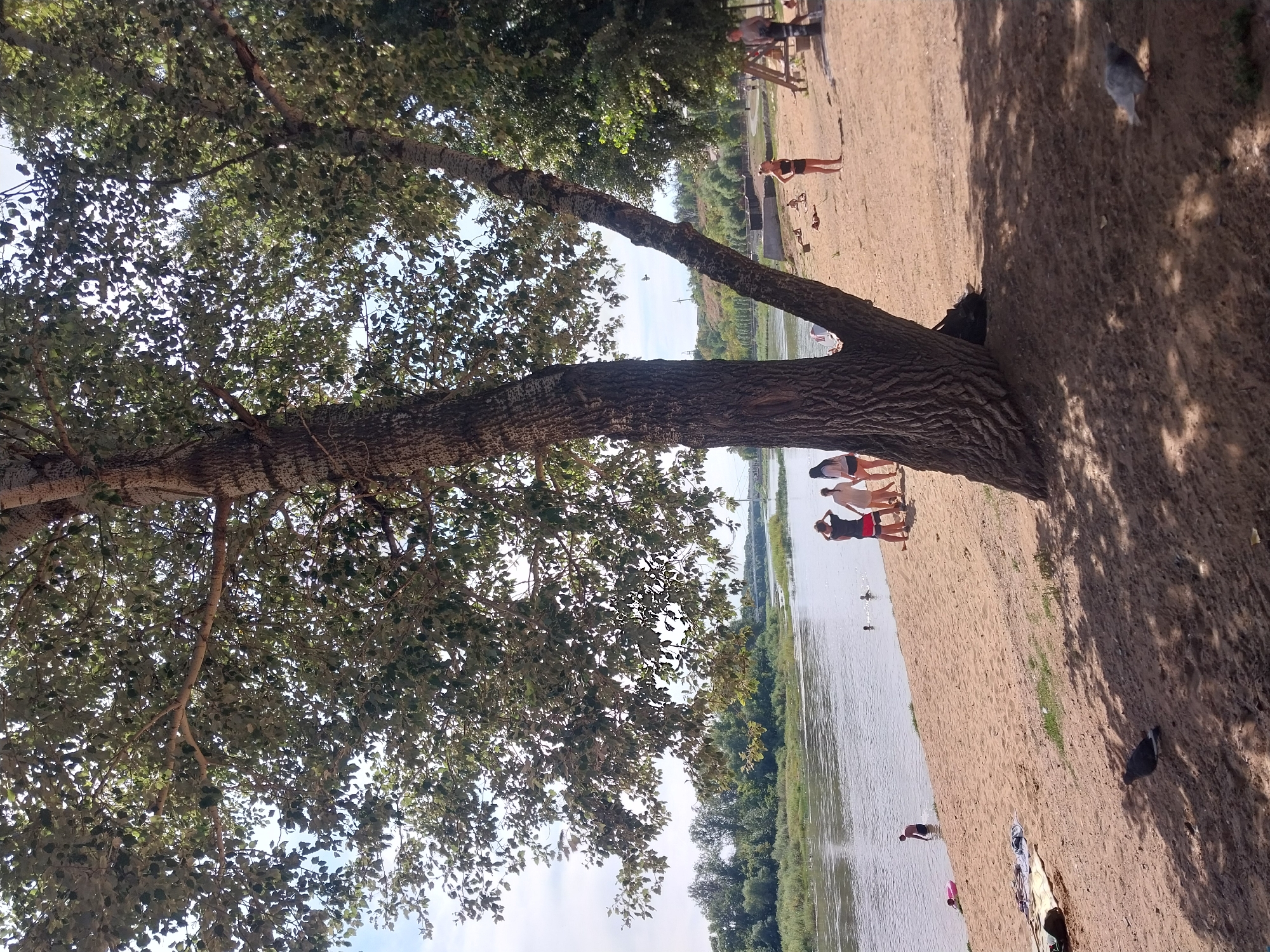 The image depicts a sunlit beach scene along the Ural River in Orenburg, Russia. The foreground is dominated by the sandy shore with a large tree casting shadows. Several people are visible: a few individuals are in the water, some are lounging on the beach, and a group of three women are standing together near the water's edge. In the background, the wide Ural River flows, with green vegetation lining its banks. A distant bridge and some buildings can be observed across the river, suggesting an urban environment beyond the natural landscape. Two pigeons are also present on the sand in the foreground.