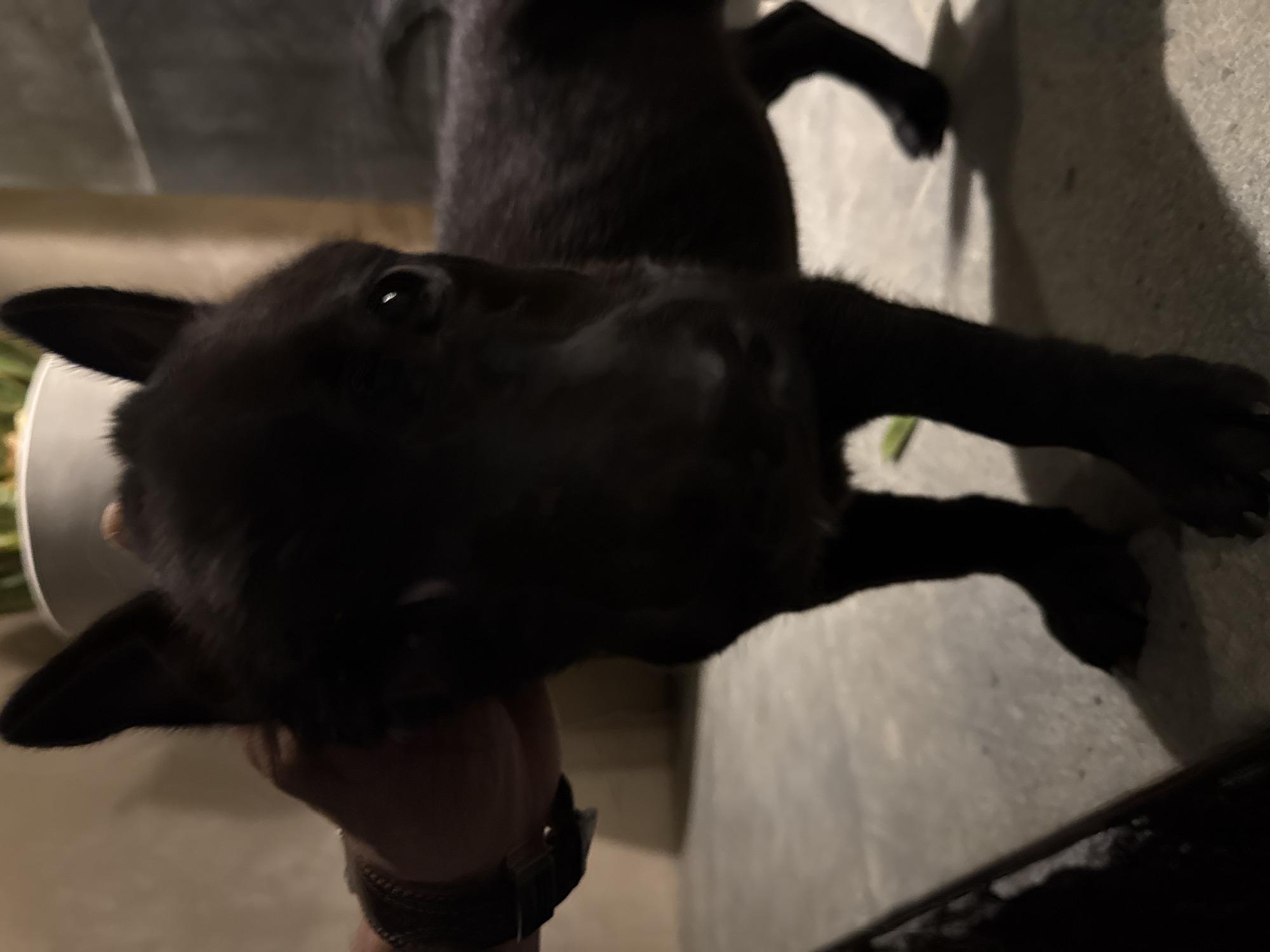 A black dog, likely a puppy, is the central subject of this image, held gently by a person's hand. The dog, with short, sleek black fur, is positioned facing the camera with an attentive and curious expression, its eyes reflecting a bright light source. One of its triangular ears is clearly visible.
A human hand, adorned with a dark wristband or watch, supports the dog's head and neck area from below. The dog's body extends upwards and to the right, with its paws resting on a light-colored, possibly concrete or tiled, floor. Shadows cast by the dog's limbs and body are visible on the floor, indicating a light source from above or the side.
The background is generally dark and indistinct, suggesting an indoor or sheltered setting with dim lighting, possibly evening or night, typical of Kuta Selatan, Indonesia. A faint, lighter-toned wall or surface can be seen in the distance, and a portion of a white object, possibly a bowl, is visible behind the dog's left ear. No text is visible in the image. The interaction between the person's hand and the dog conveys a sense of care or support.