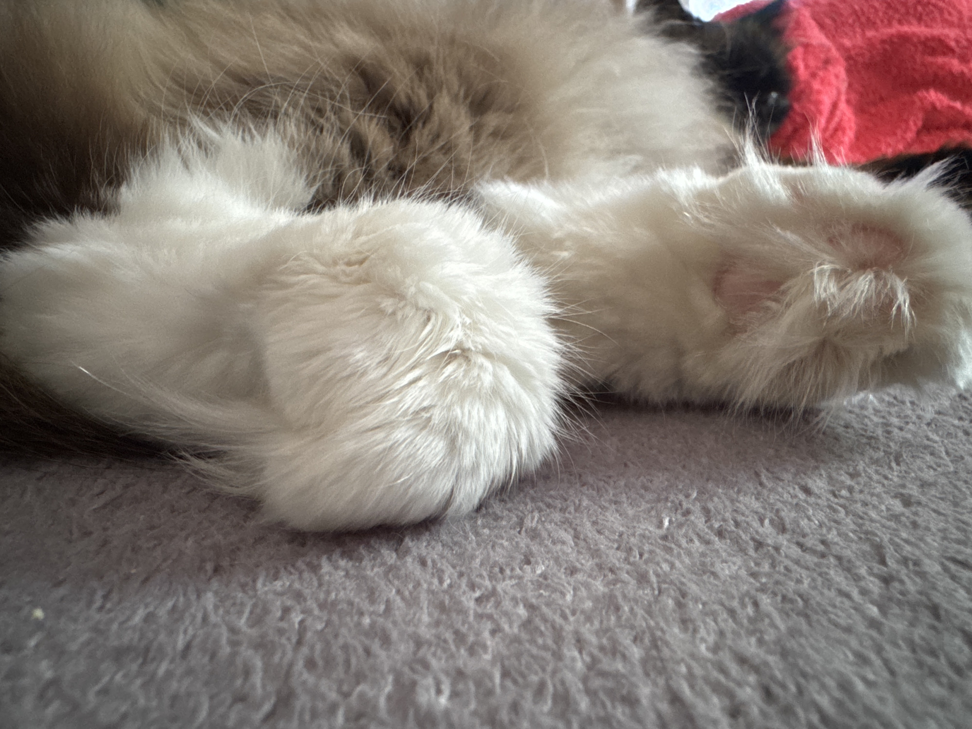 A close-up, horizontal shot shows a cat's fluffy white paws resting on a grey, textured surface, likely a blanket or carpet. The cat's fur transitions from white on its paws to brown and tan on its body, which is partially visible. In the upper right corner, a portion of a bright red object, possibly another blanket or piece of clothing, is visible. The lighting is soft and natural, casting gentle shadows. The scene is set in an indoor environment, with no specific urban indicators.