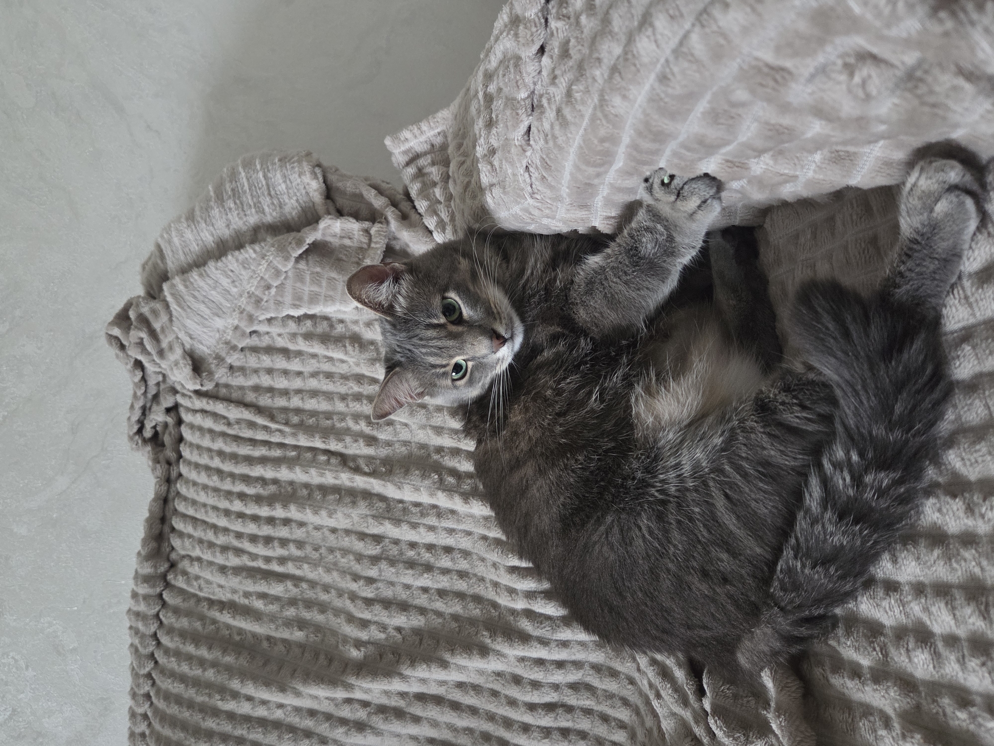 A gray tabby cat lies on a beige, textured blanket. The cat is positioned diagonally across the frame, with its head tilted to the left and its body extending toward the lower right corner. Its front paws are visible near the top of the blanket. The blanket is on a white surface.