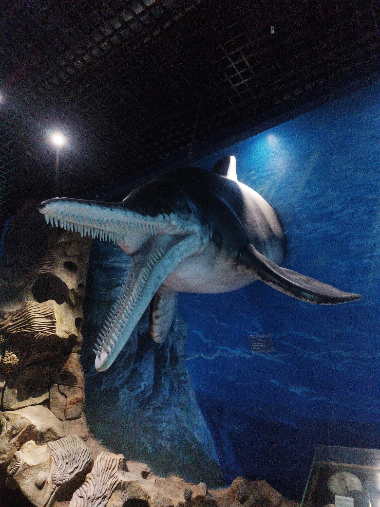 The image shows a diorama of a prehistoric marine reptile, likely a mosasaur, suspended in an exhibit at the Primorye Oceanarium on Russky Island, Vladivostok, Russia. The creature is depicted with its mouth open, revealing rows of sharp teeth, and is positioned against a blue backdrop painted to resemble the ocean. To the left of the reptile, there are rock formations and fossilized specimens, including what appear to be ammonites and other shell fossils, embedded in a rocky structure. The exhibit is illuminated by artificial lighting, casting shadows and highlighting the details of the diorama. The ceiling of the facility, featuring a grid of lights and dark panels, is visible at the top of the image.