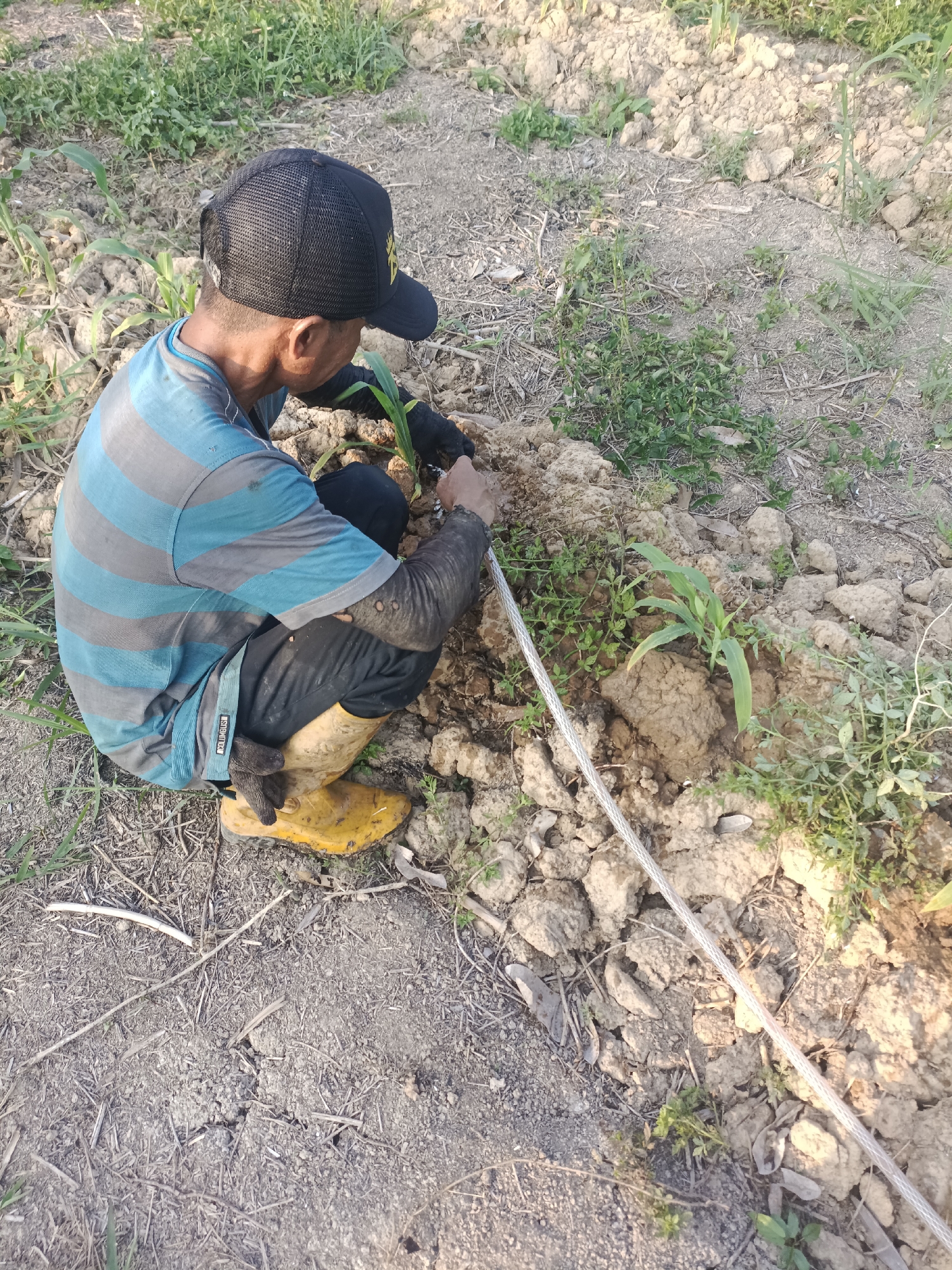 A person wearing a black cap, a blue and gray striped t-shirt, black pants, and yellow boots is kneeling in a field in Sangatta, Indonesia. The person is wearing black gloves and appears to be planting or tending to a young plant, possibly corn, as evidenced by the surrounding vegetation. The ground is dry and cracked, with some scattered dry leaves and small green plants. A clear tube, possibly for irrigation, runs diagonally across the frame from the lower left to the upper right. The overall scene suggests agricultural activity in a rural or semi-rural area.