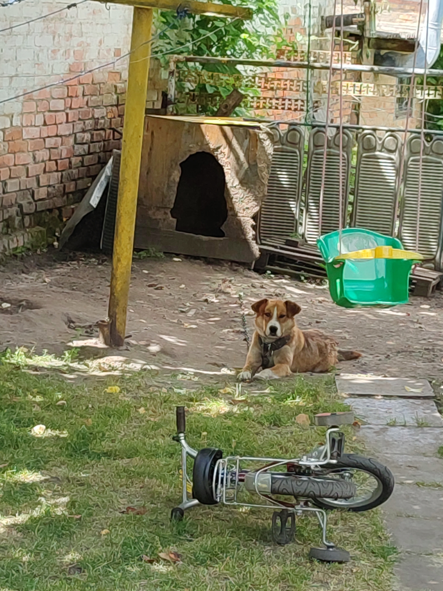 In Shyshaky, Ukraine, a medium-sized brown and white dog lies on a dirt ground next to a chain tethered to a post. The dog is looking directly at the camera. In the background, there is a wooden dog house, a brick wall, and some outdoor furniture. A small bicycle is lying on its side in the foreground on a patch of grass. A green swing set is also visible in the background. The scene appears to be a backyard.