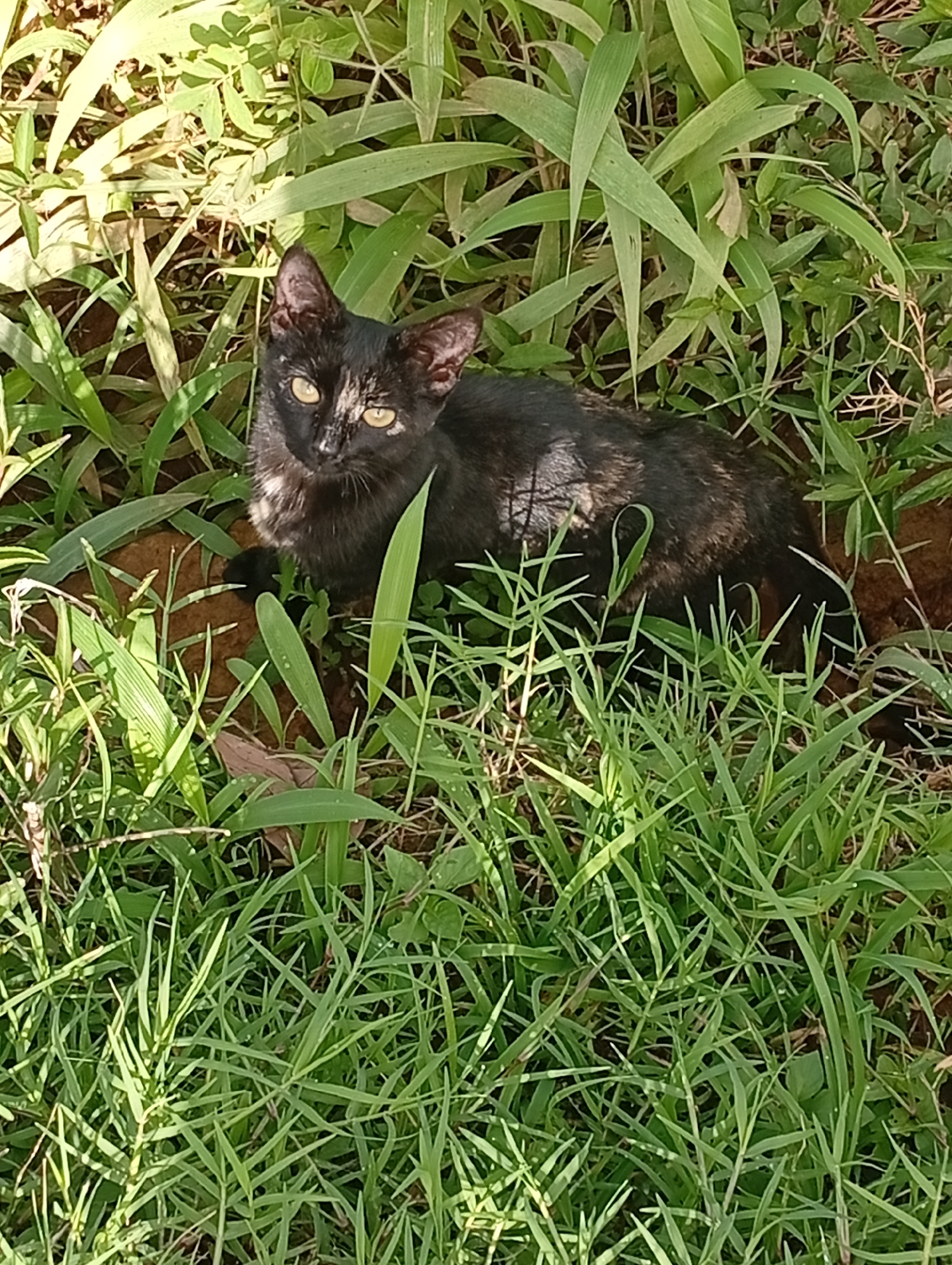 A tortoiseshell cat with yellow eyes is sitting in lush green grass and foliage. The cat has black, brown, and tan patches on its fur, and a distinctive white patch on its chest and face. The environment appears to be a natural outdoor setting, possibly a yard or park. The lighting suggests it is daytime, with sunlight filtering through the leaves, casting shadows. The image is taken from a slightly elevated perspective looking down at the cat. There is no indication of Gura Top, Nigeria in the image.